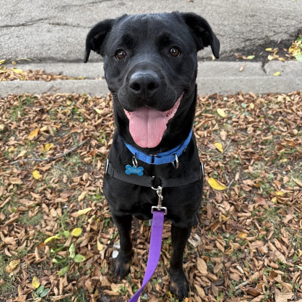 Vandy, Adoptable, Adult Female Mixed Breed.