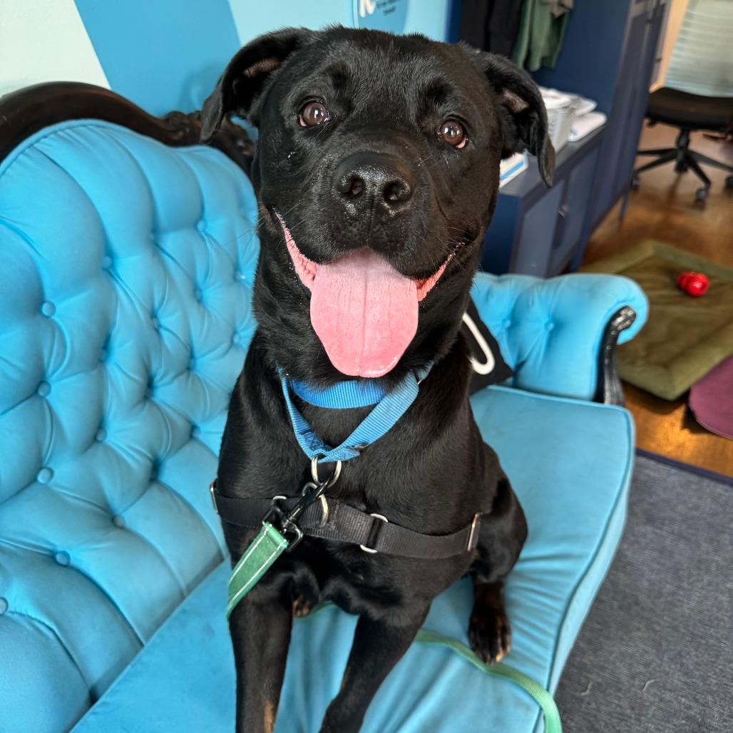 Vandy, a Adoptable Mixed Breed in Chicago, IL image 2/6