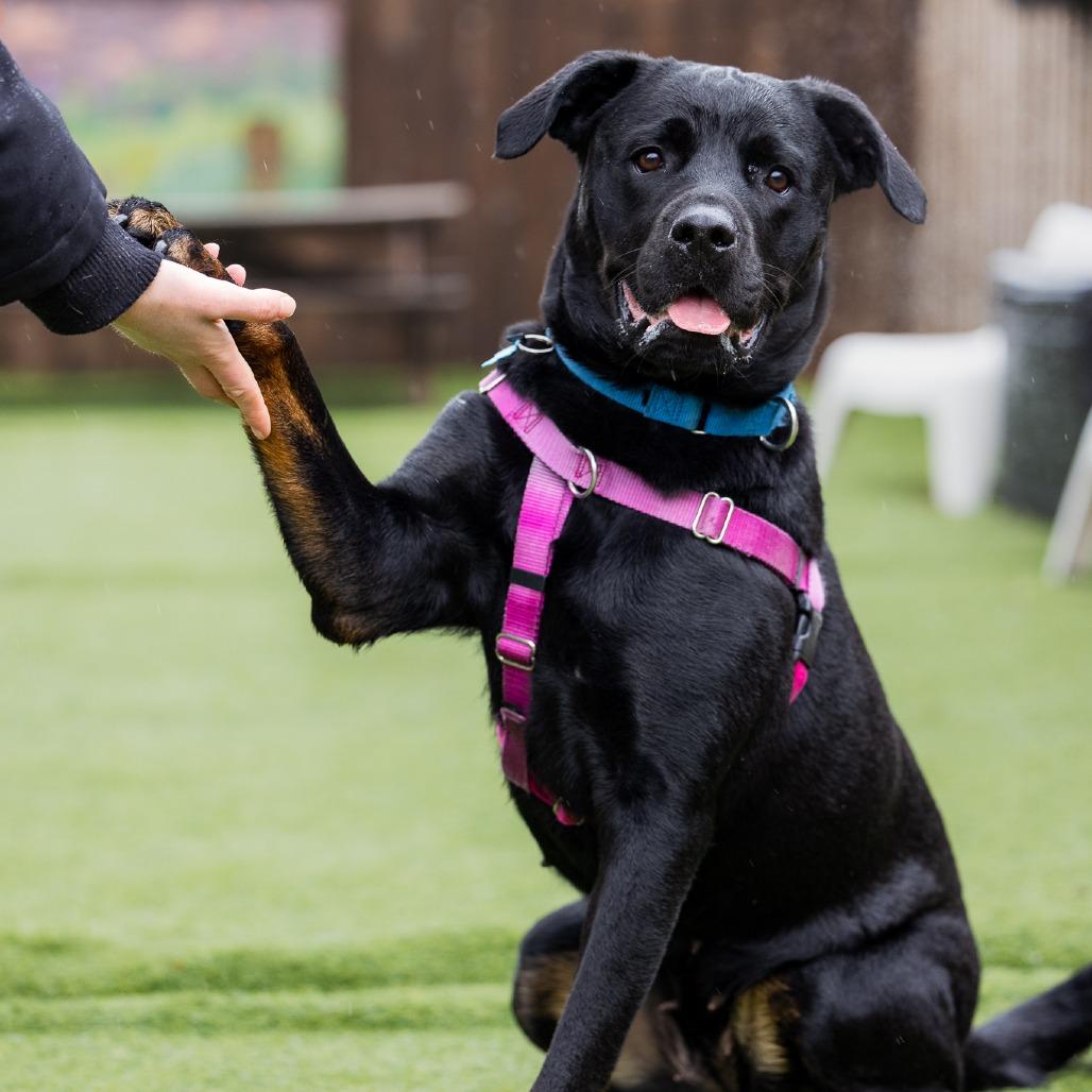 Vandy, a Adoptable Mixed Breed in Chicago, IL image 3/6