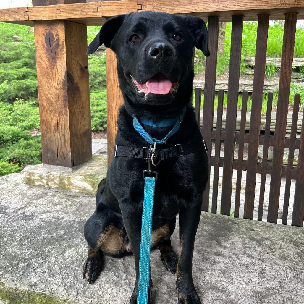 Vandy, a Adoptable mixed breed in Chicago, IL image 3/6