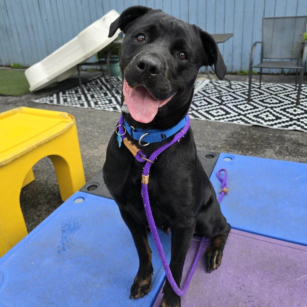 Vandy, a Adoptable Mixed Breed in Chicago, IL image 4/6