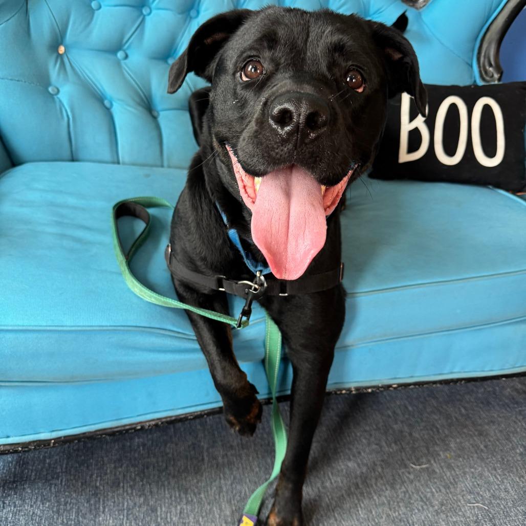 Vandy, a Adoptable Mixed Breed in Chicago, IL image 5/6