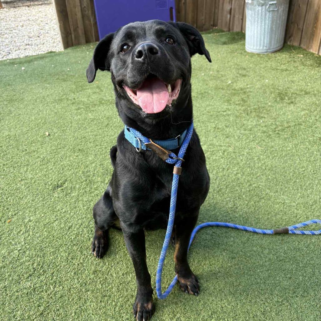 Vandy, a Adoptable mixed breed in Chicago, IL image 5/6