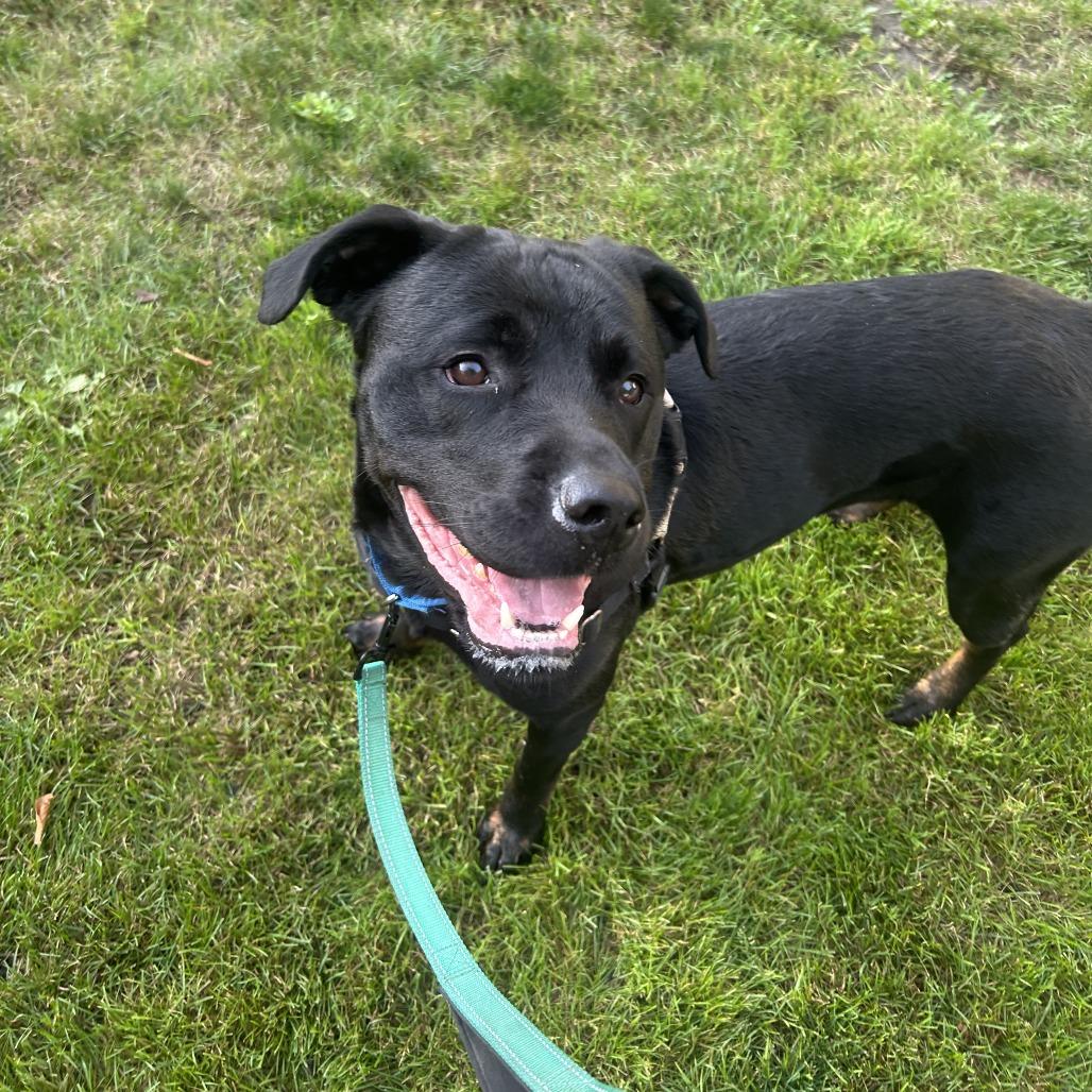 Vandy, a Adoptable Mixed Breed in Chicago, IL image 6/6
