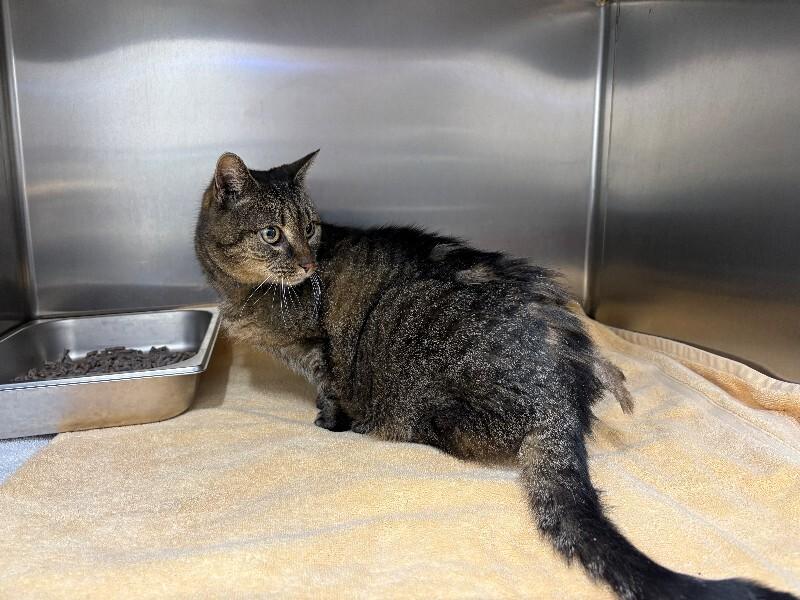 BooBoo, Adoptable, Adult Female Domestic Short Hair.