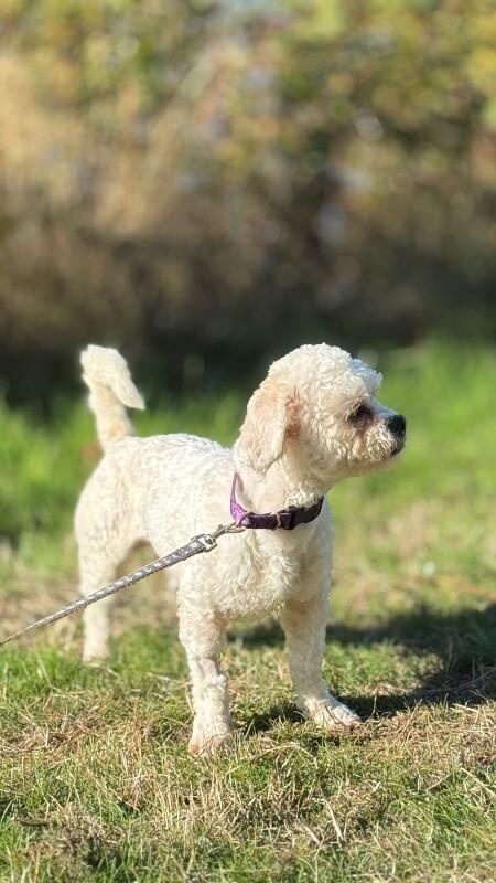 Enlarge Biscuit, a Adoptable mixed breed in Seattle, WA image 1/5