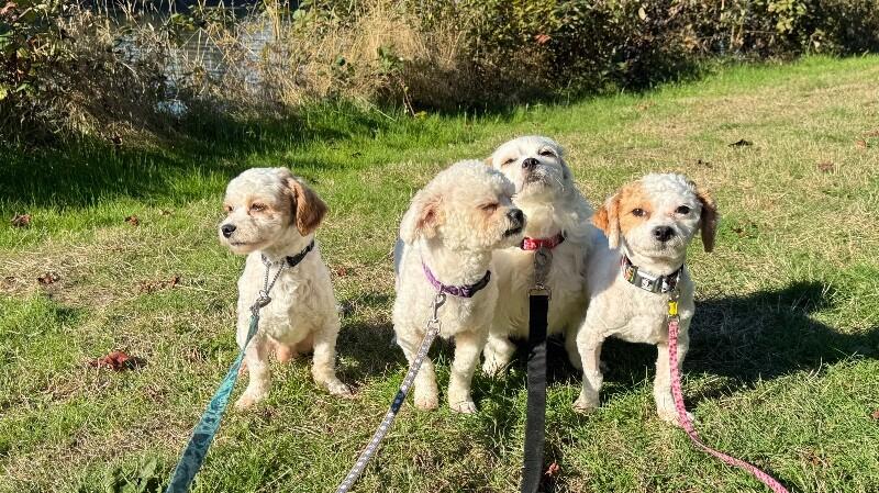 Enlarge Biscuit, a Adoptable mixed breed in Seattle, WA image 2/5