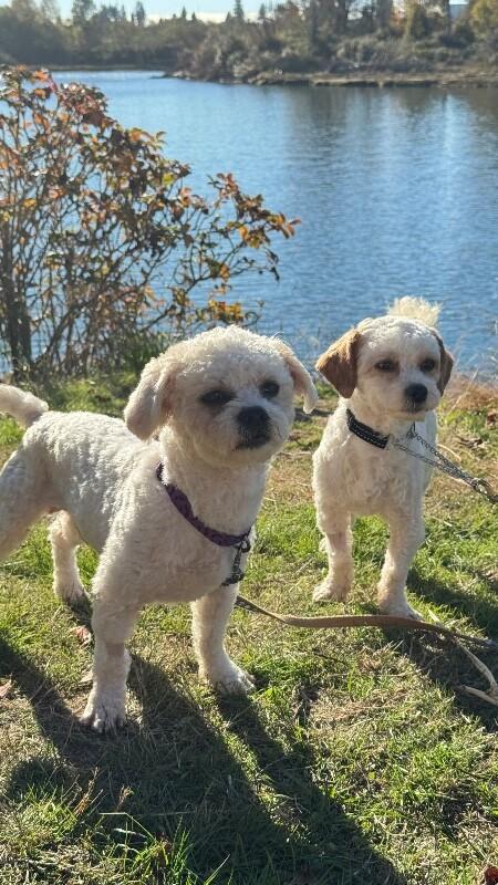 Enlarge Biscuit, a Adoptable mixed breed in Seattle, WA image 5/5