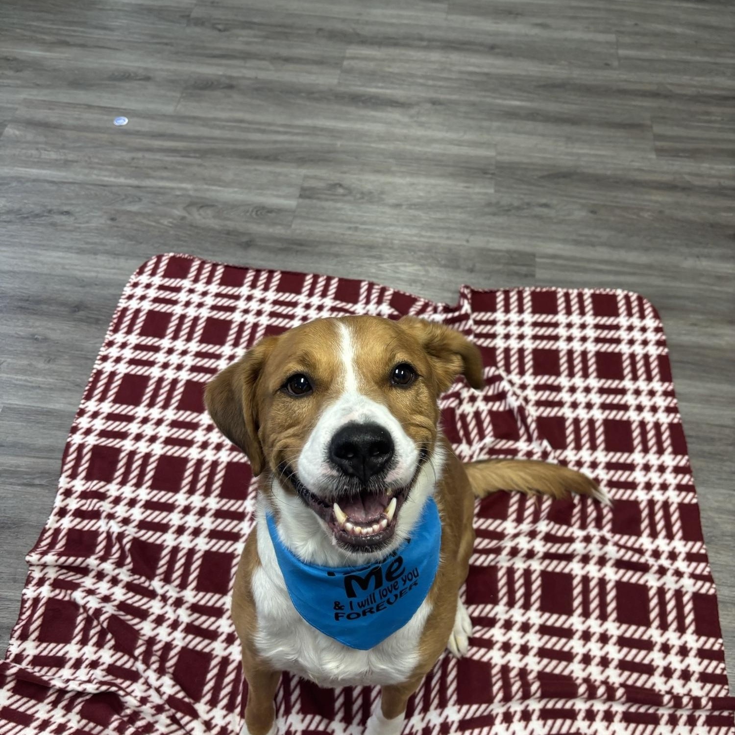 Bennie, ADOPTABLE, Adult Male Mixed Breed.