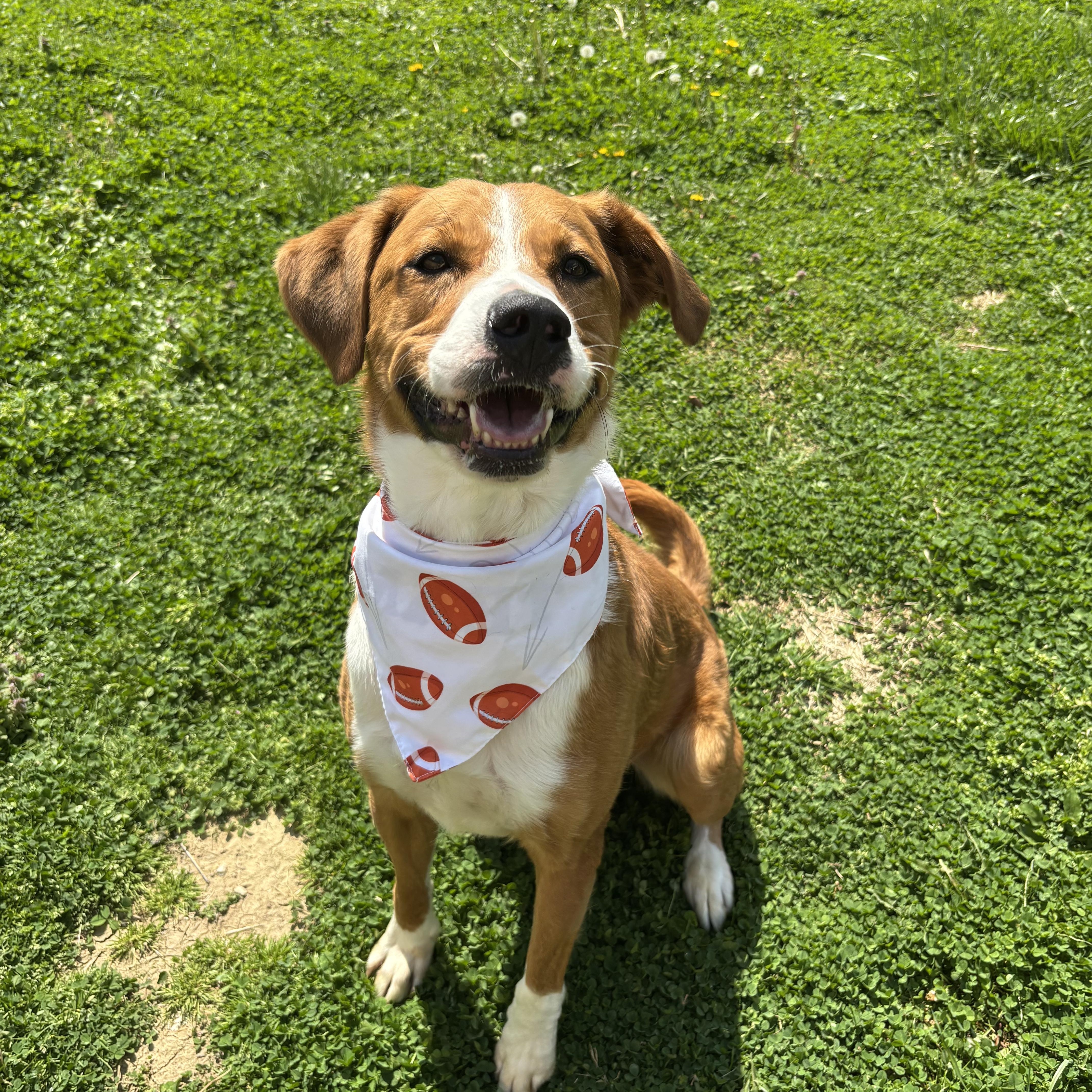 Enlarge Bennie, a ADOPTABLE mixed breed in Circleville, OH image 4/5
