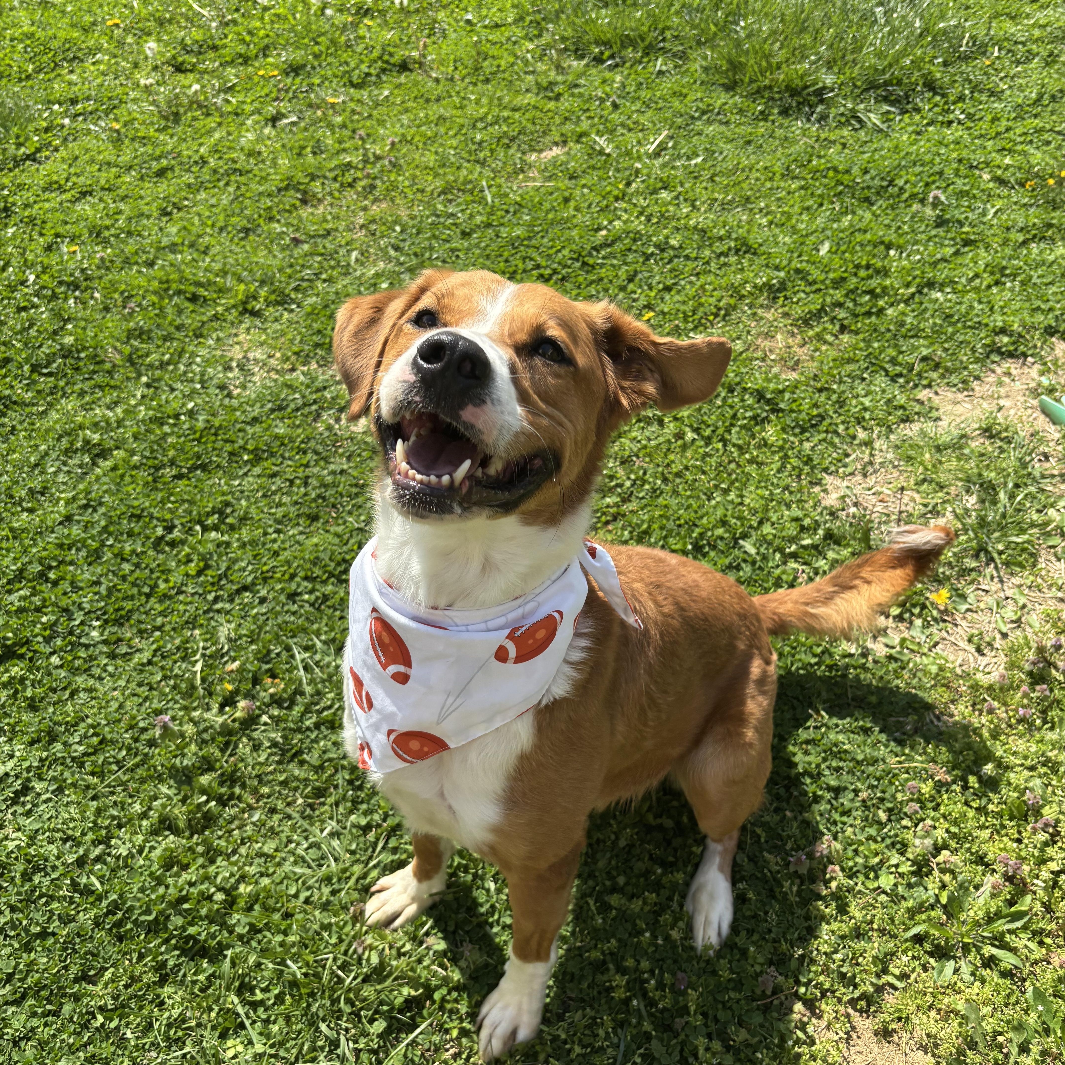 Bennie, ADOPTABLE, Adult Male Mixed Breed.