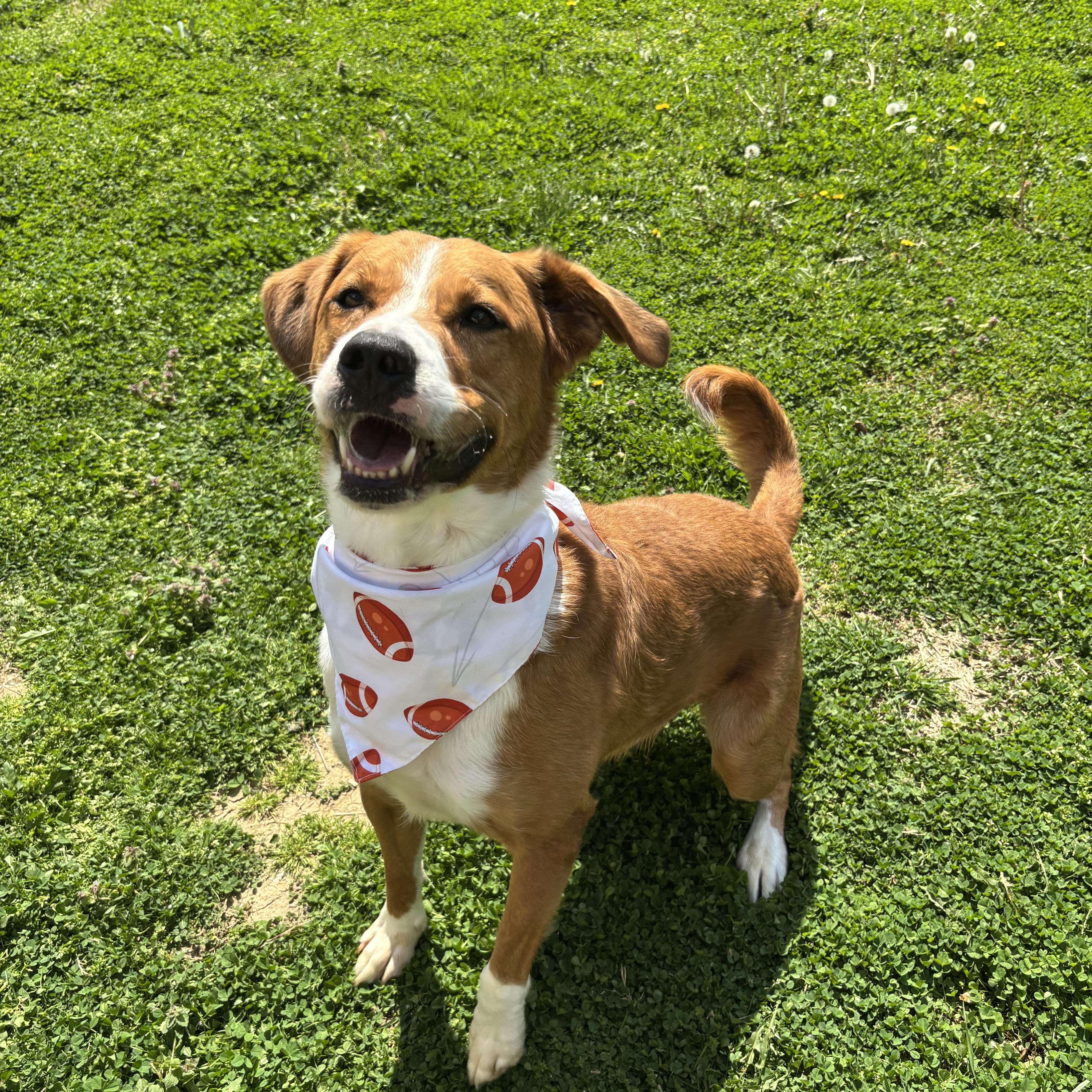 Enlarge Bennie, a ADOPTABLE mixed breed in Circleville, OH image 3/5