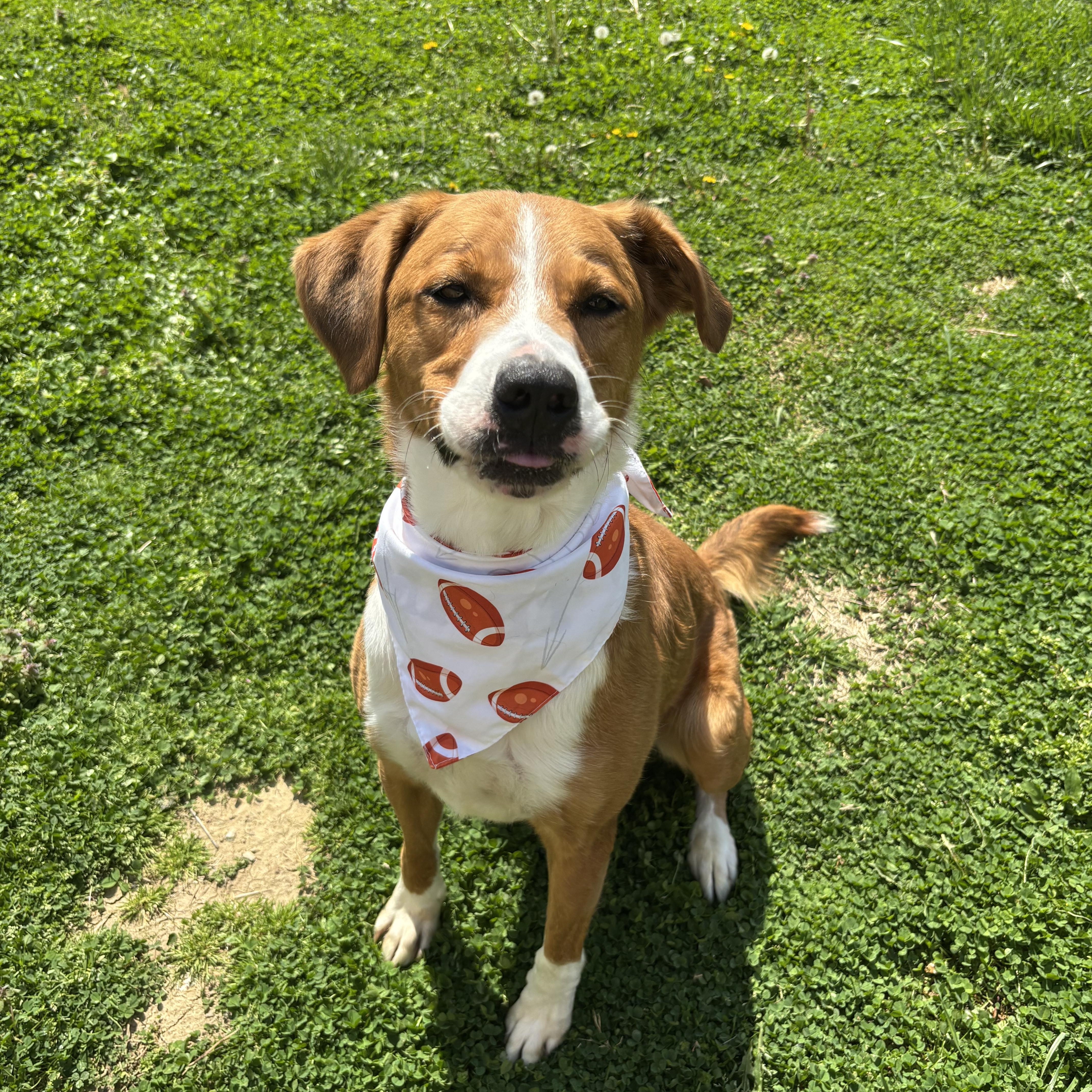 Enlarge Bennie, a ADOPTABLE mixed breed in Circleville, OH image 5/5