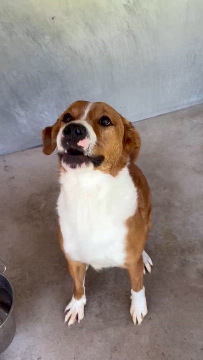 Enlarge Bennie, a ADOPTABLE mixed breed in Circleville, OH video 6/6