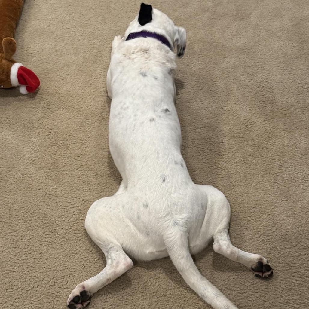 Neve, Adoptable, Adult Female Mixed Breed & Mixed Breed.