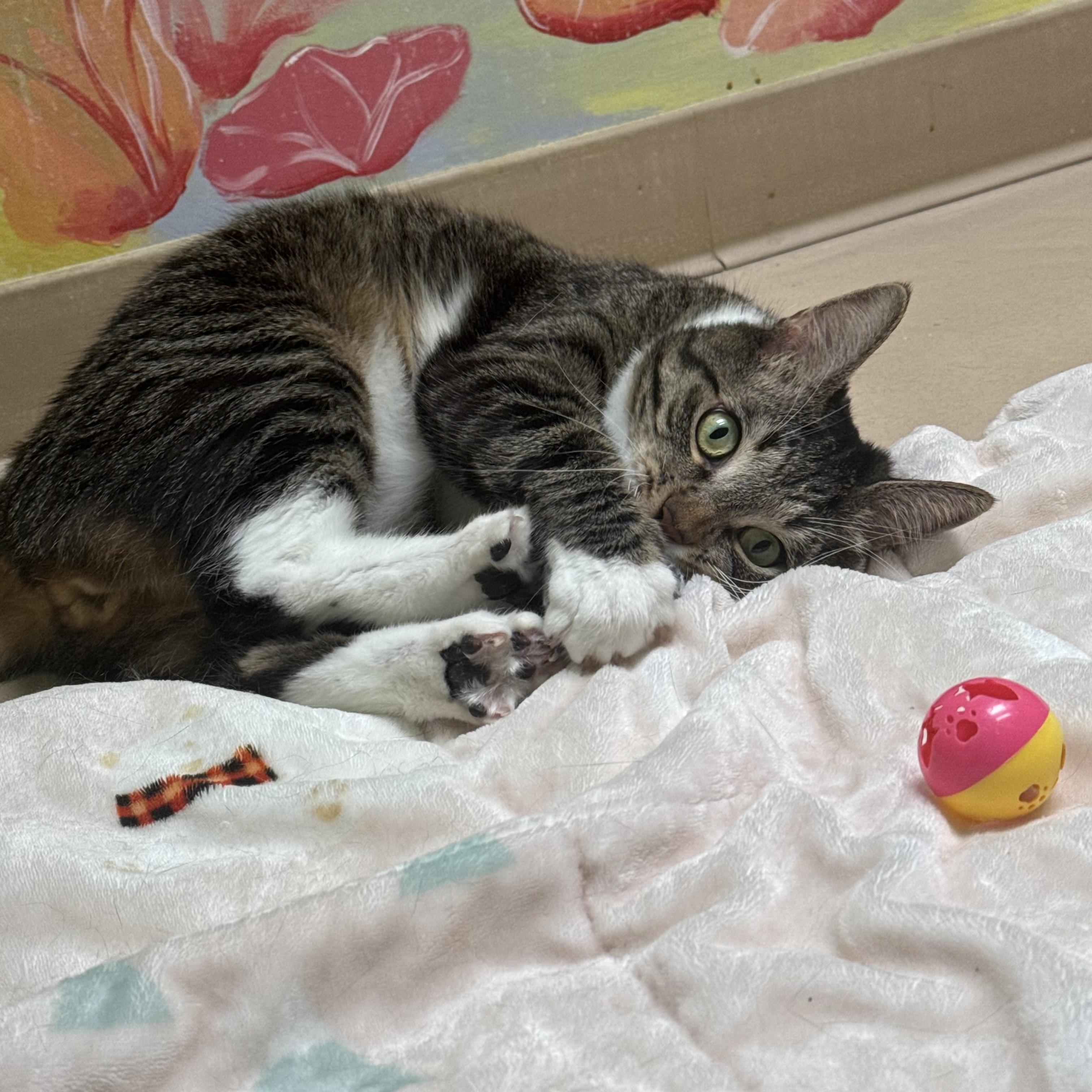 Enlarge Gilbert, a Adopted Domestic Short Hair in Costa Mesa, CA image 5/5