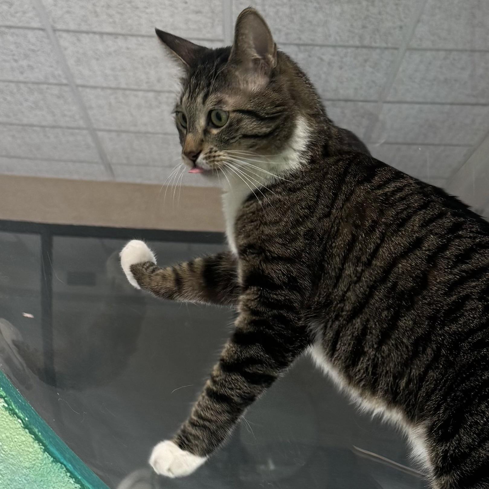 Enlarge Gilbert, a Adopted Domestic Short Hair in Costa Mesa, CA image 3/5