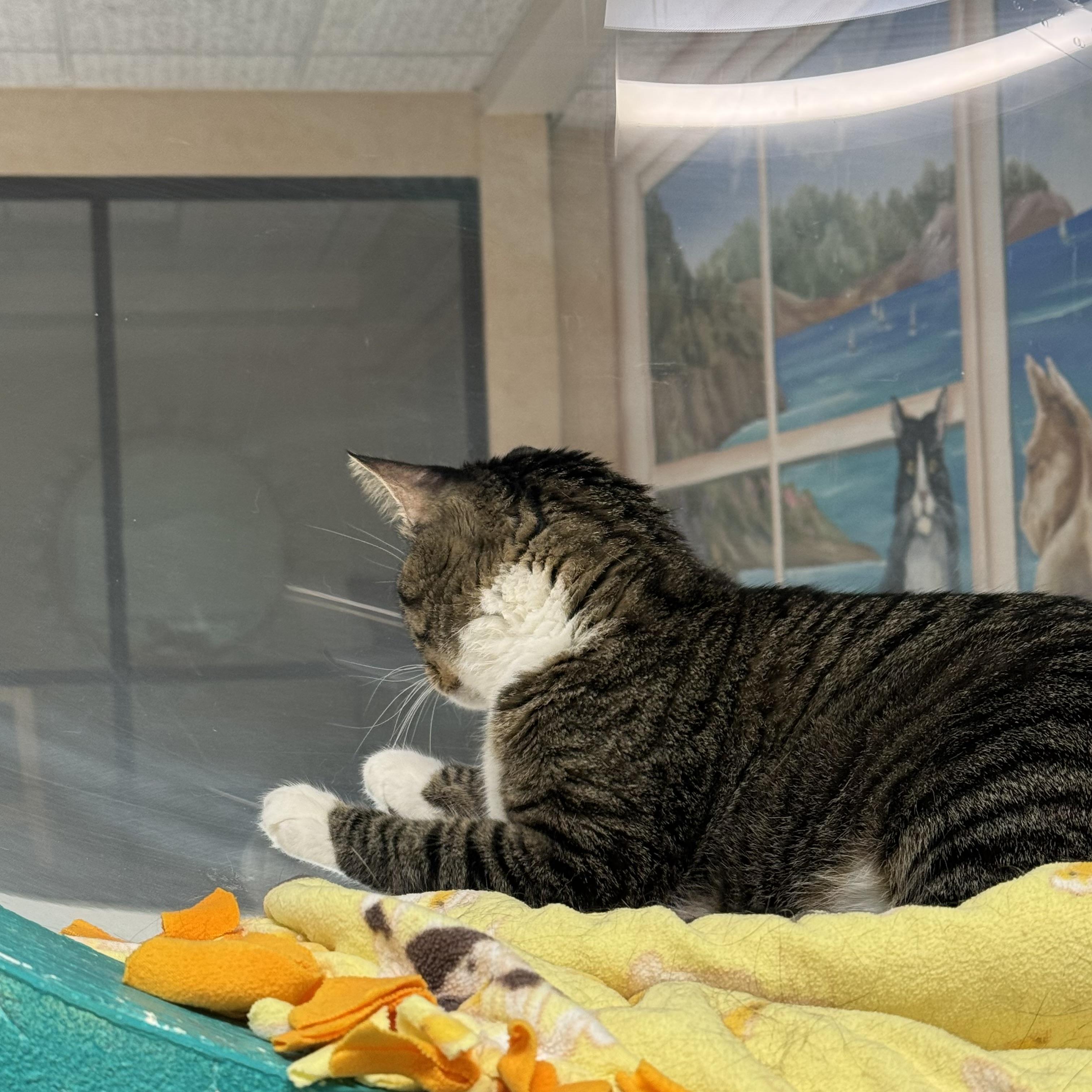 Enlarge Gilbert, a Adopted Domestic Short Hair in Costa Mesa, CA image 4/5