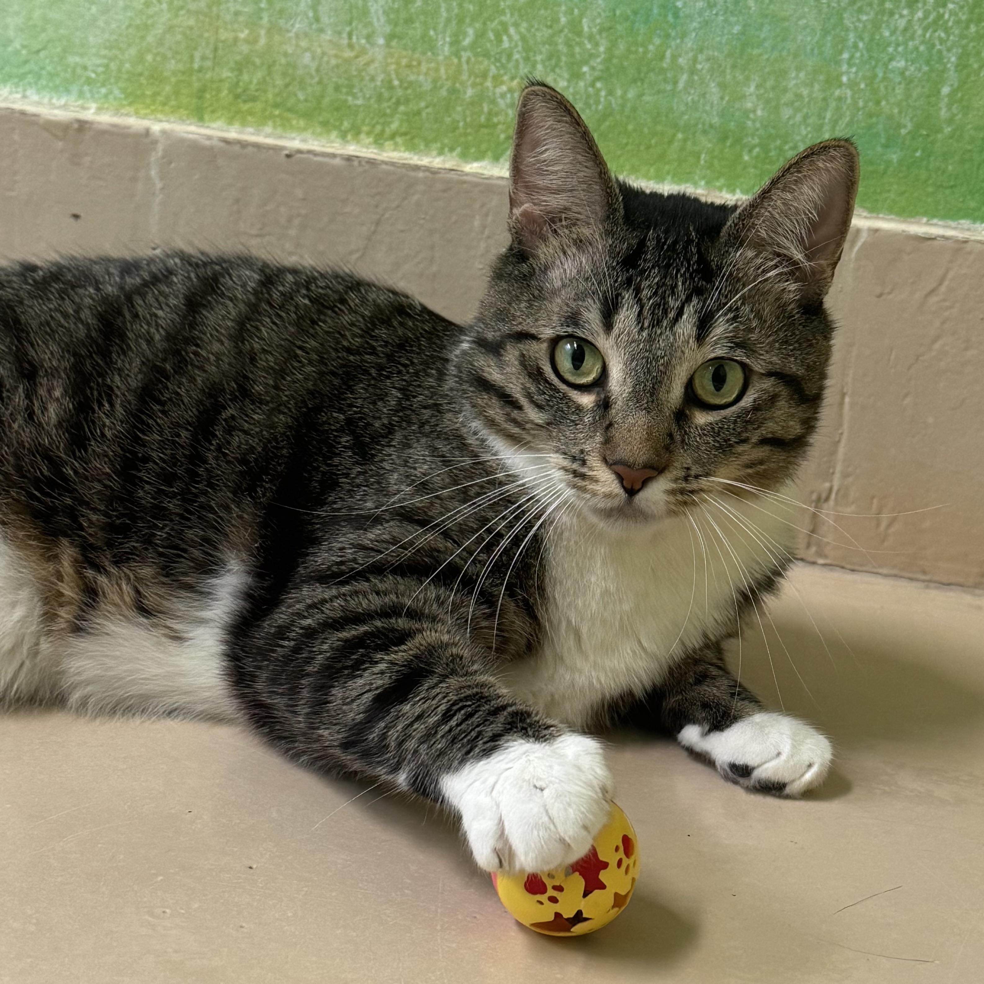 Enlarge Gilbert, a Adopted Domestic Short Hair in Costa Mesa, CA image 1/5