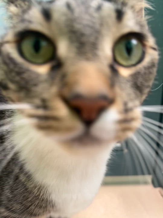 Enlarge Gilbert, a Adopted Domestic Short Hair in Costa Mesa, CA video 2/5