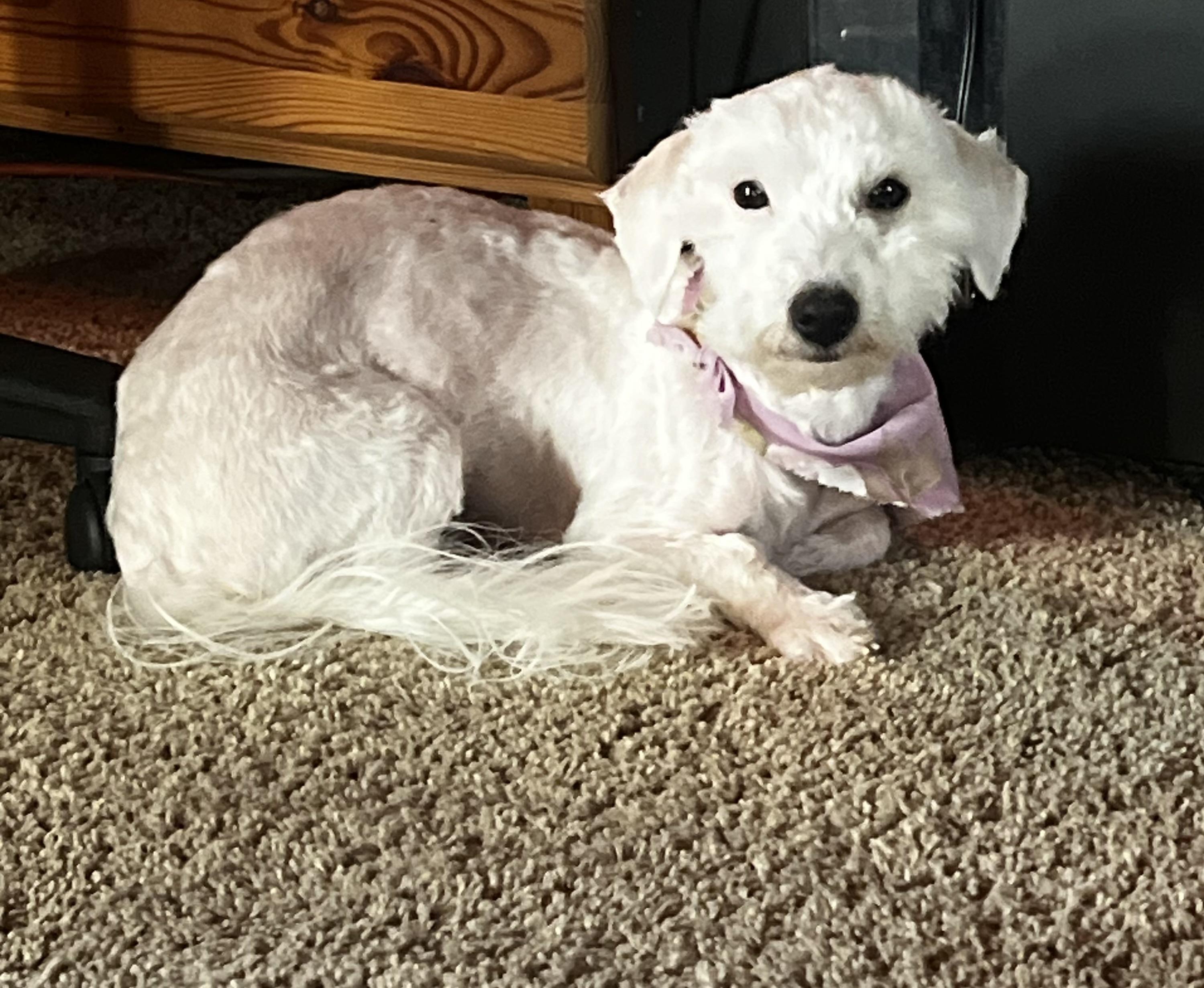 Piper