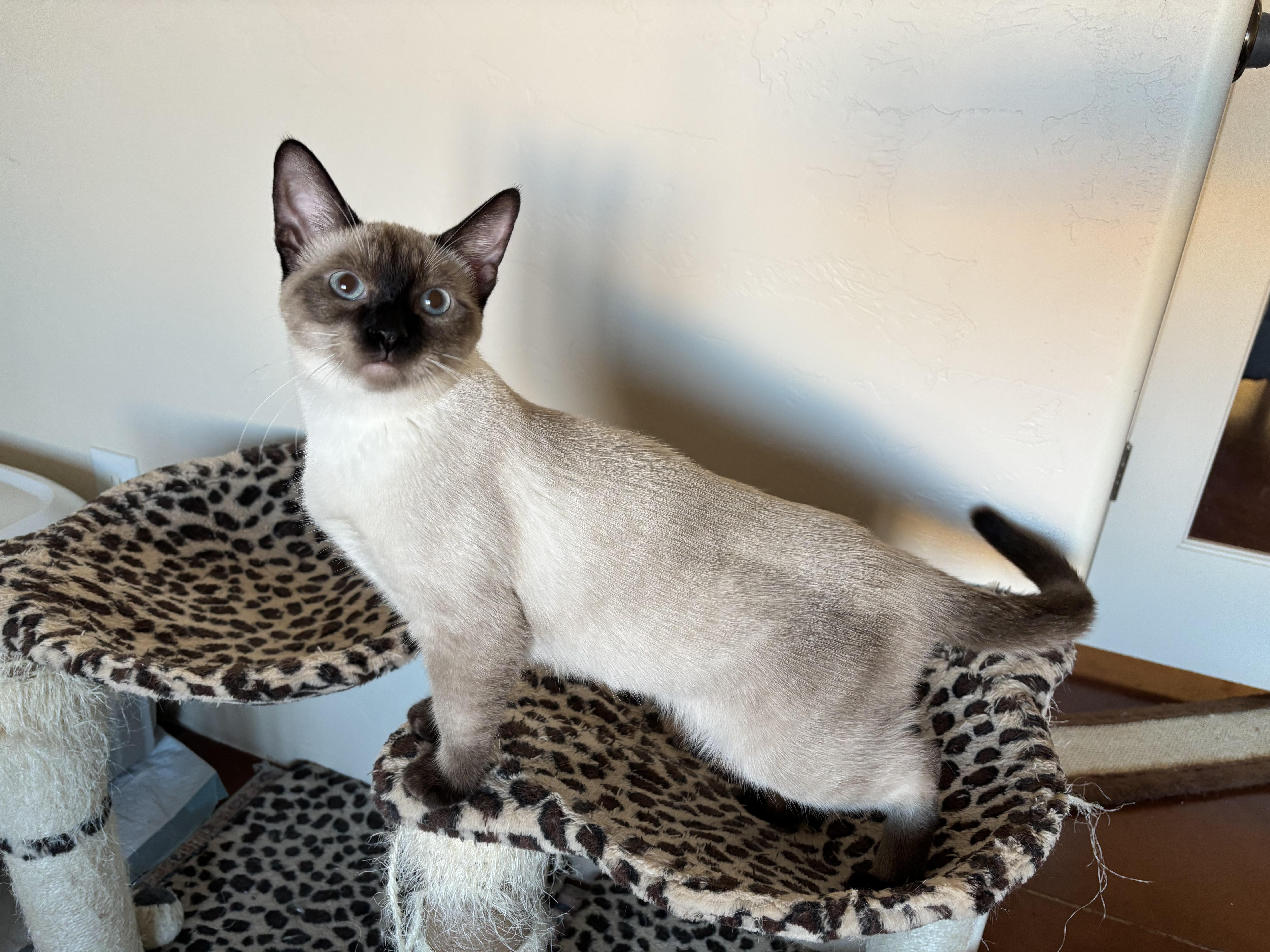 Enlarge Tallin, a Adopted mixed breed in Sierra Vista, AZ image 2/3