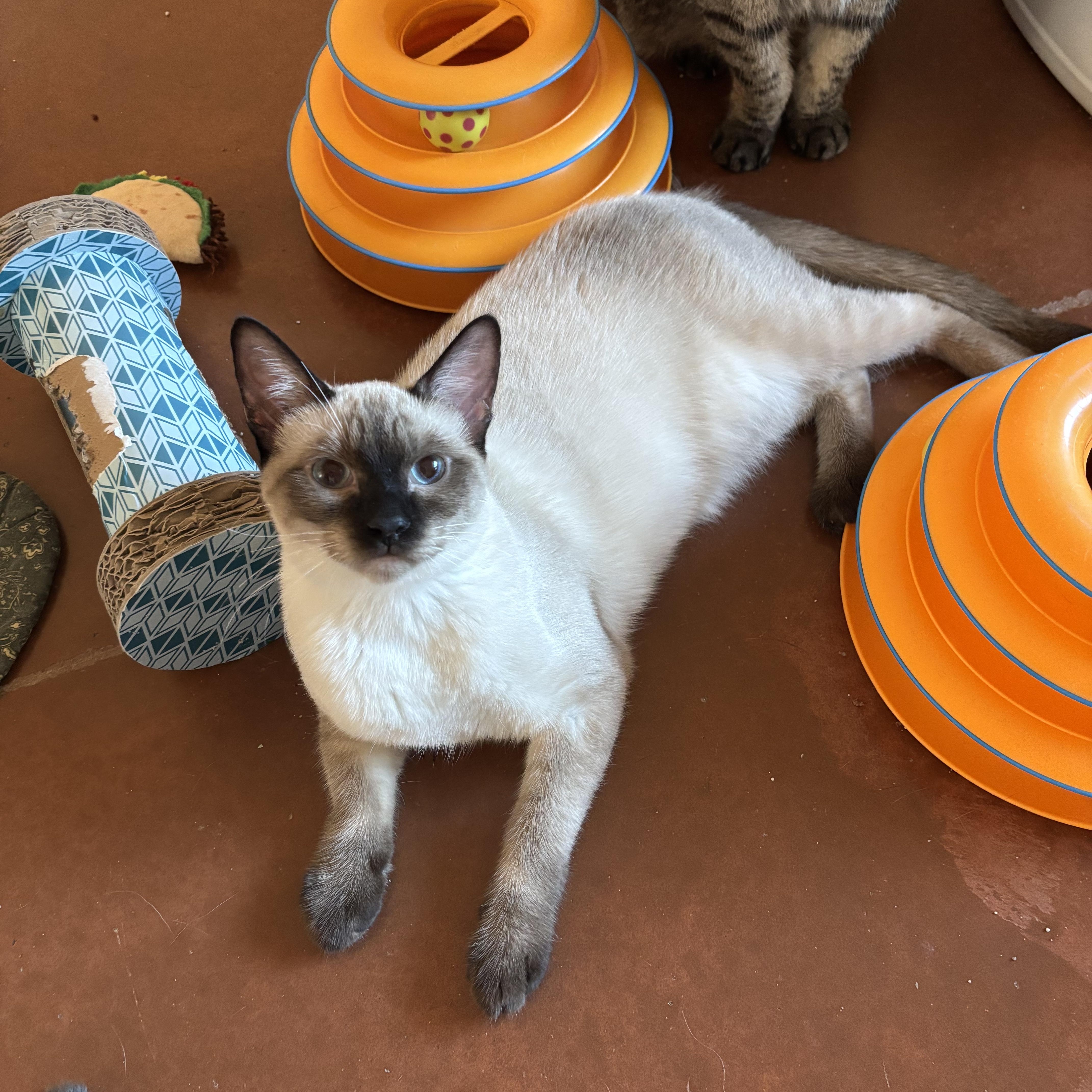 Enlarge Tallin, a Adopted mixed breed in Sierra Vista, AZ image 1/3