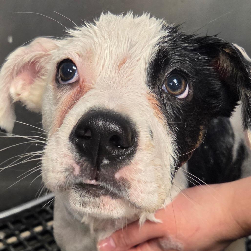 Enlarge Kiwi, a Adoptable Mixed Breed in Martinsville, VA image 1/1