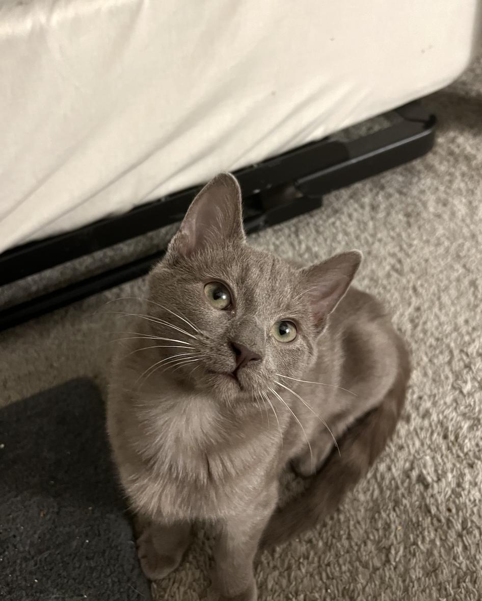 Plum Puddin, Adoptable, Kitten Male Domestic Short Hair.