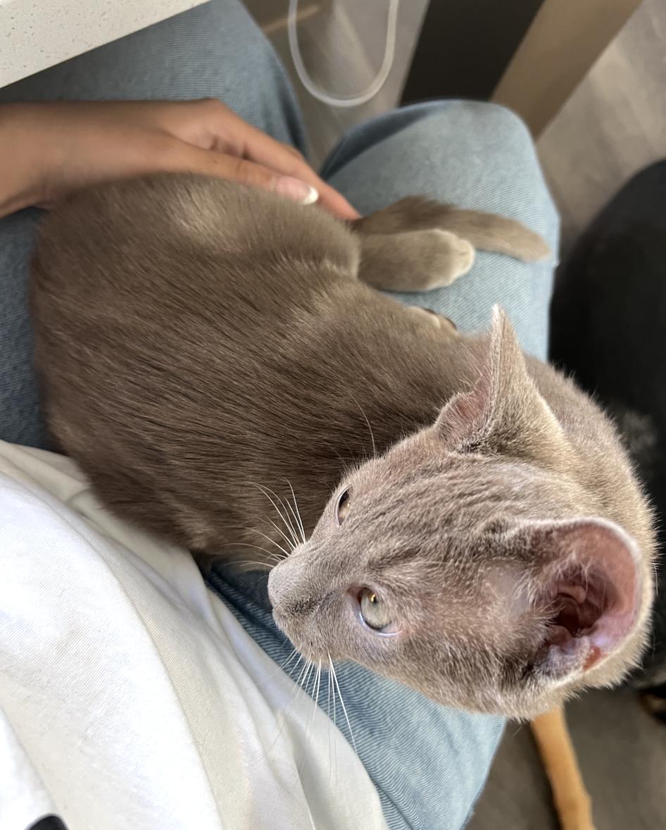 Enlarge Plum Puddin, a Adoptable Domestic Short Hair in San Luis Obispo, CA image 2/4