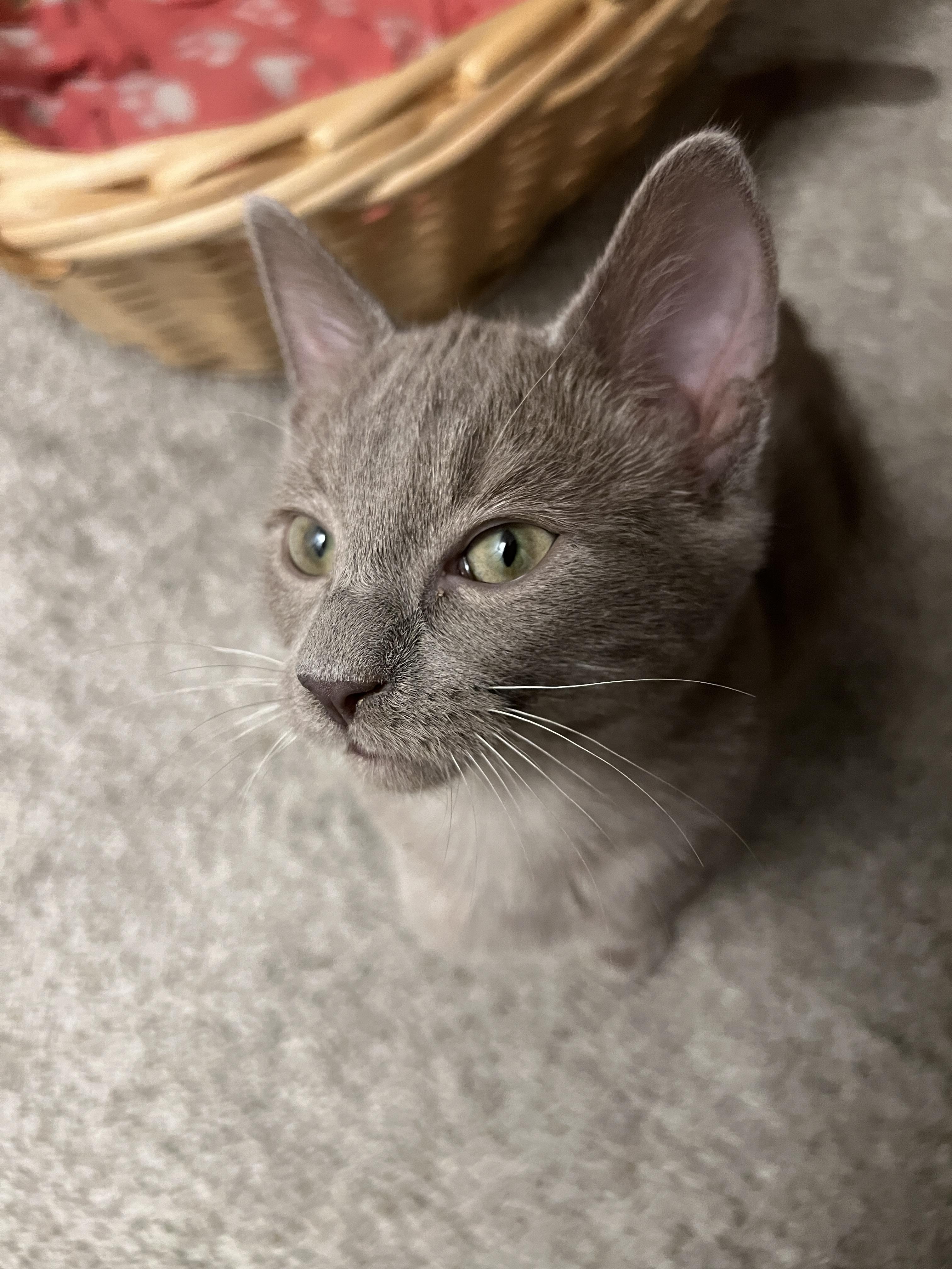 Enlarge Plum Puddin, a Adoptable Domestic Short Hair in San Luis Obispo, CA image 3/4