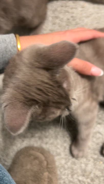 Enlarge Plum Puddin, a Adoptable Domestic Short Hair in San Luis Obispo, CA video 4/4