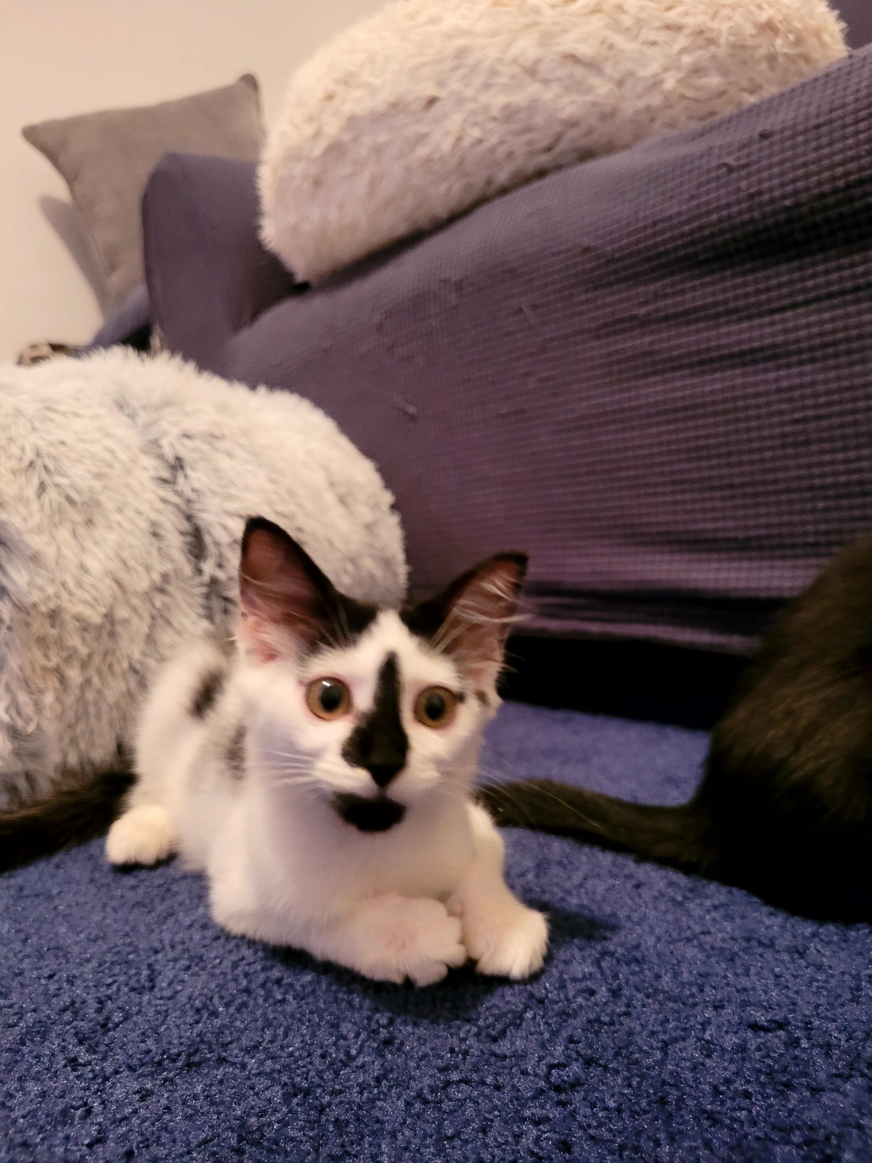 Enlarge Brooke, a Adoptable Domestic Medium Hair in Folkston, GA image 1/2