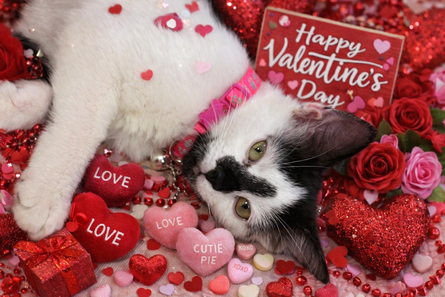 Enlarge Brooke, a Adoptable Domestic Medium Hair in Folkston, GA image 2/2