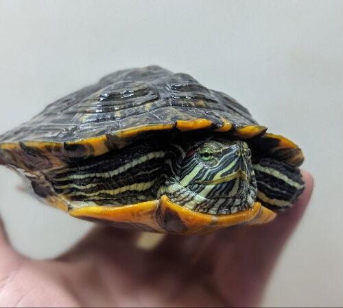 Squirtle, Young Female unknown