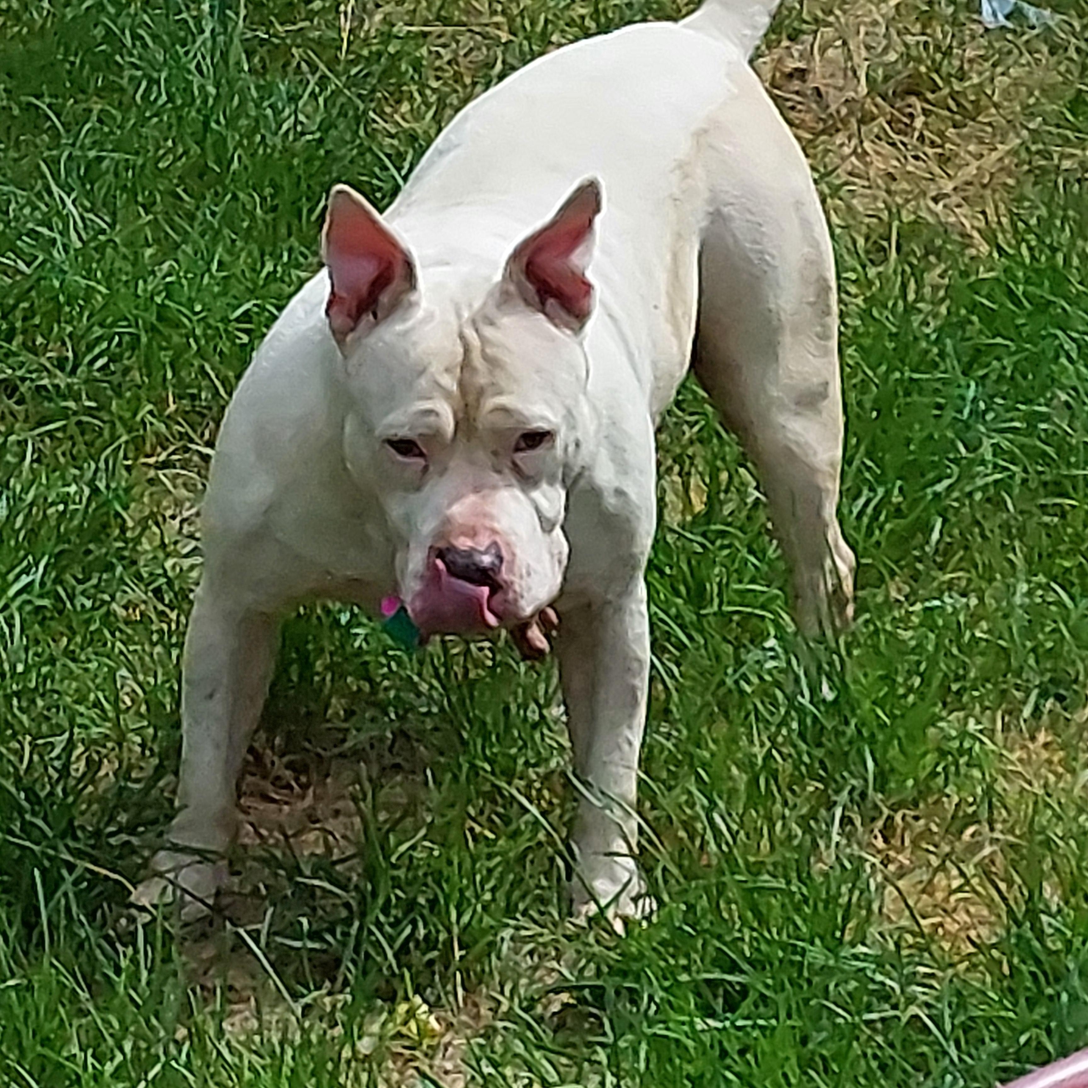 EZMERELDA, Adoptable, Adult Female American Staffordshire Terrier.