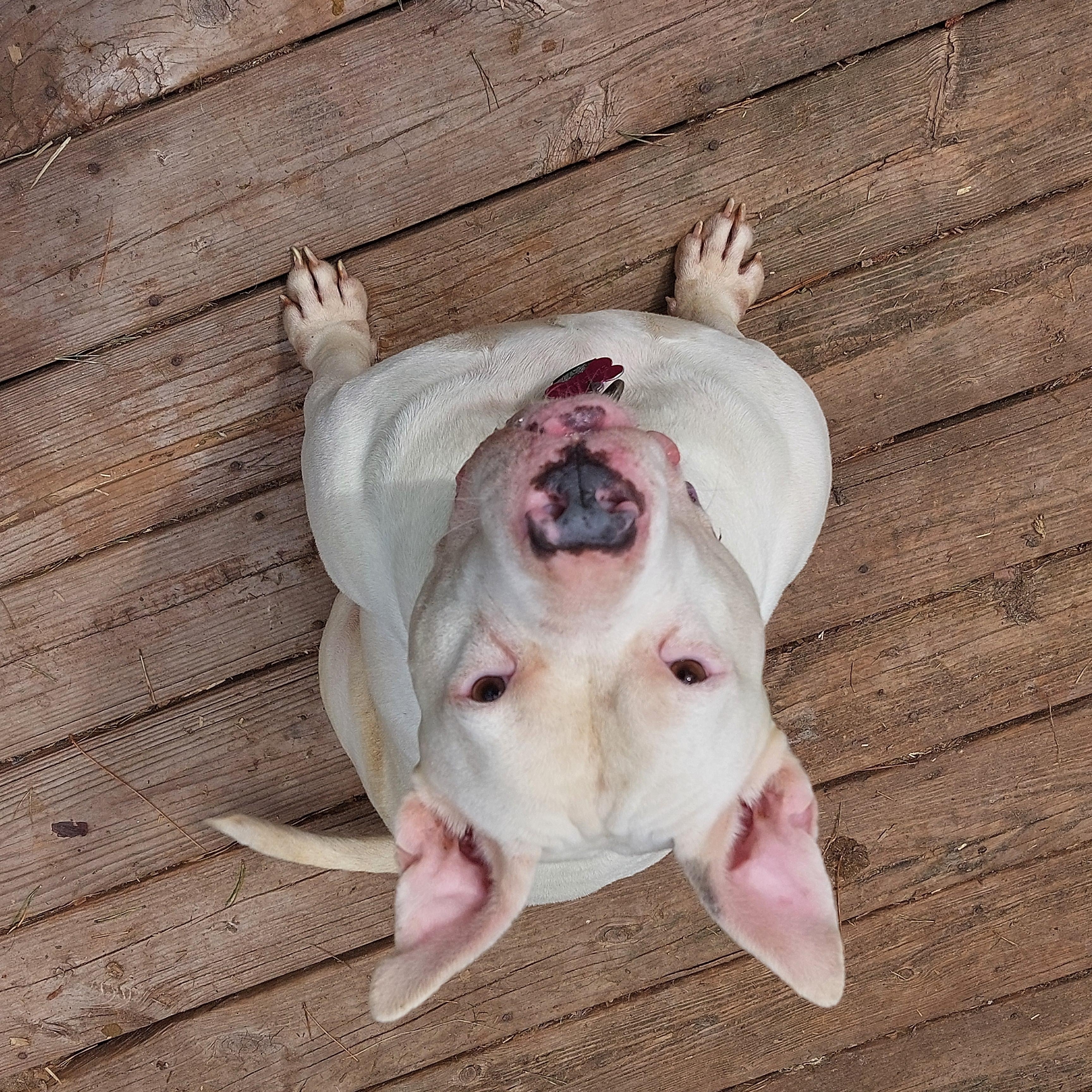 EZMERELDA, a Adoptable mixed breed in Broadalbin, NY image 2/6