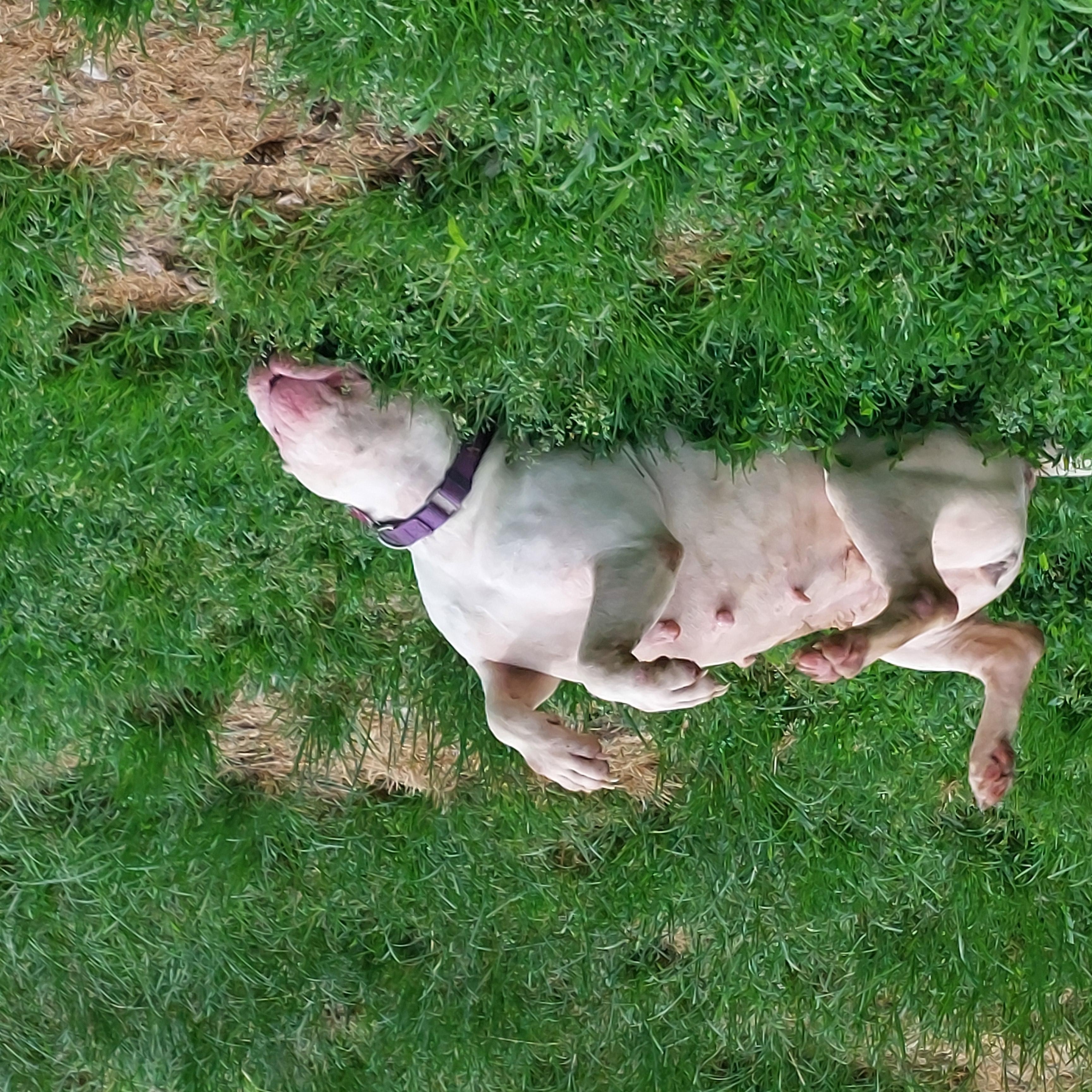 EZMERELDA, a Adoptable mixed breed in Broadalbin, NY image 4/6