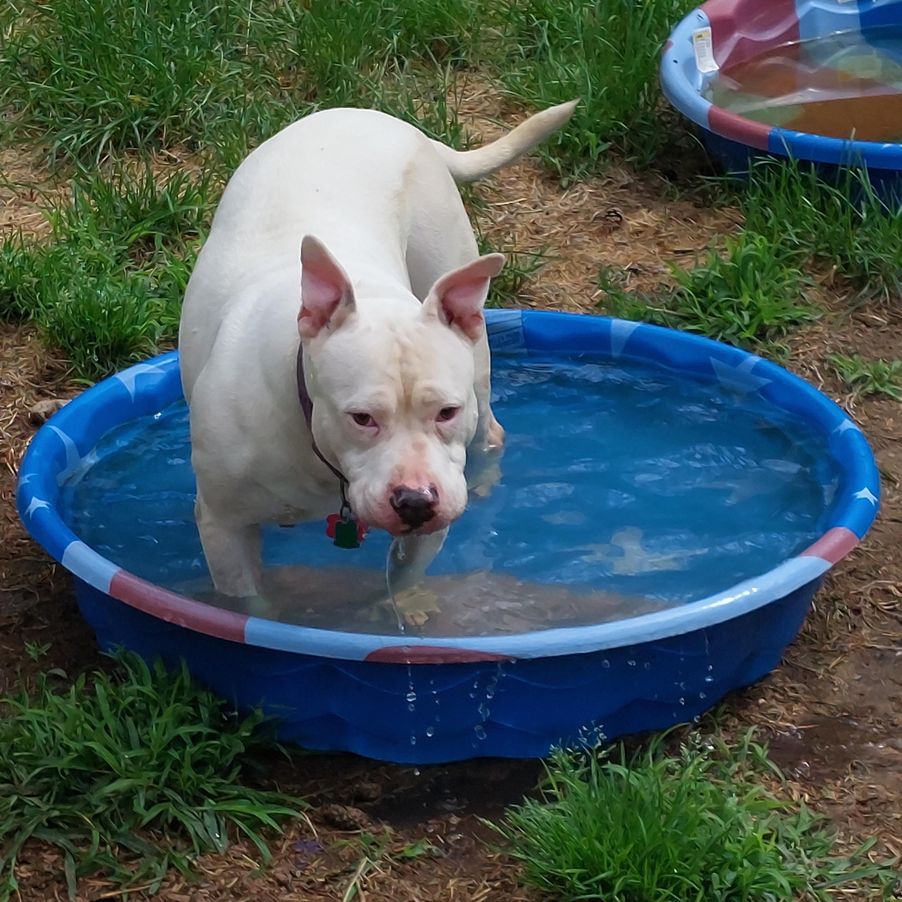 EZMERELDA, a Adoptable mixed breed in Broadalbin, NY image 5/6