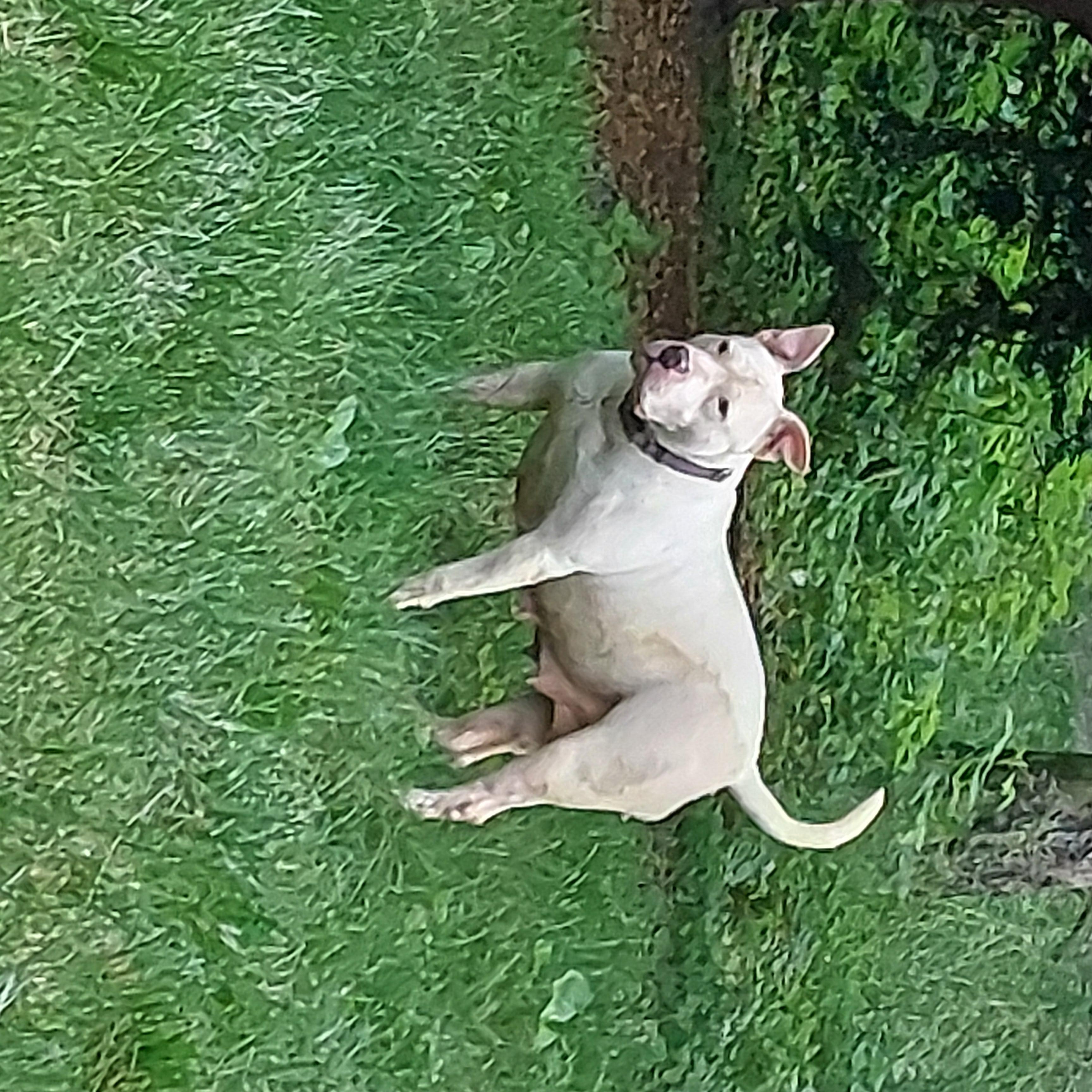 EZMERELDA, a Adoptable mixed breed in Broadalbin, NY image 6/6