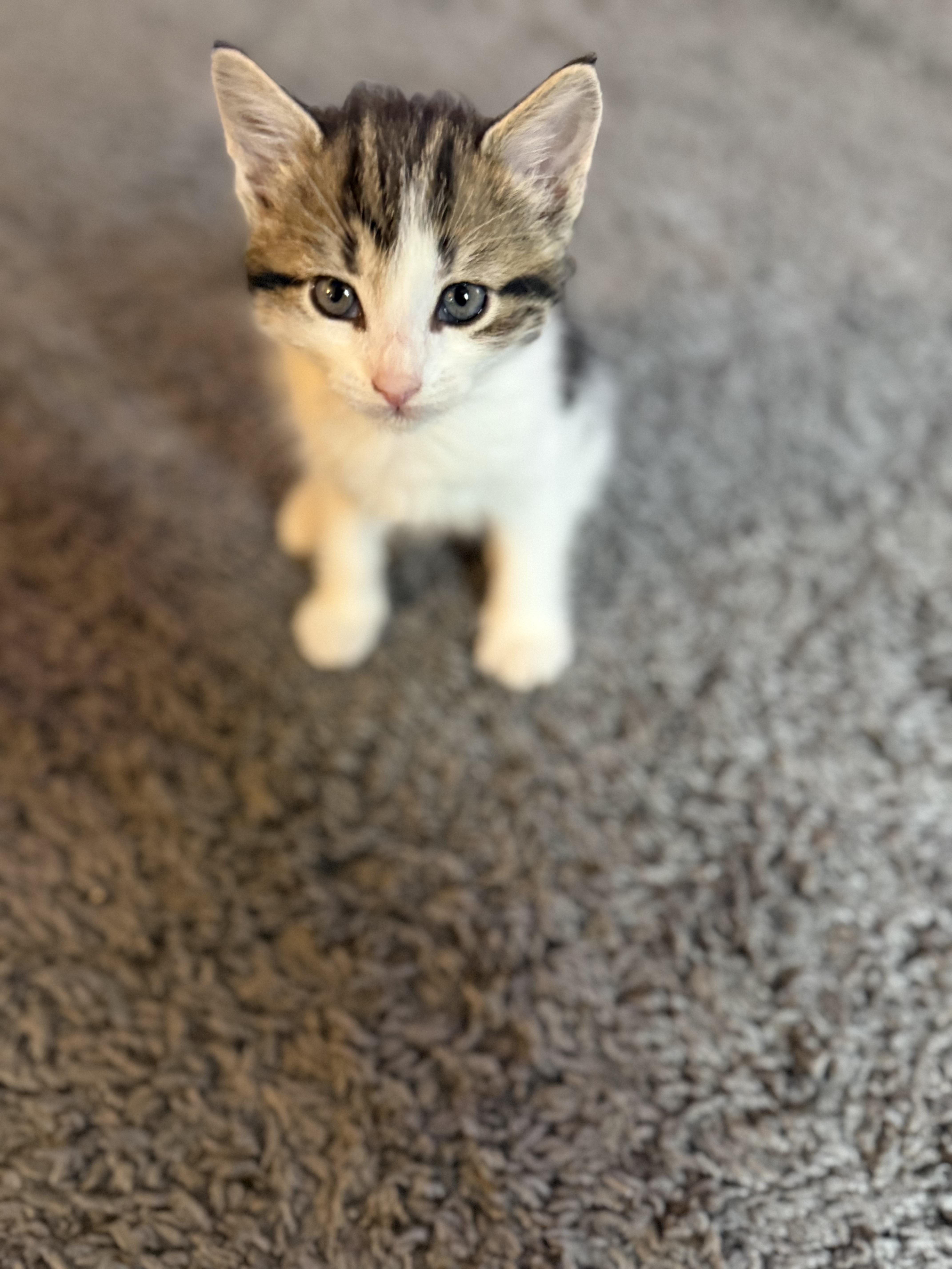 Enlarge Pluto, a ADOPTABLE Domestic Medium Hair in OLEAN, NY image 1/1