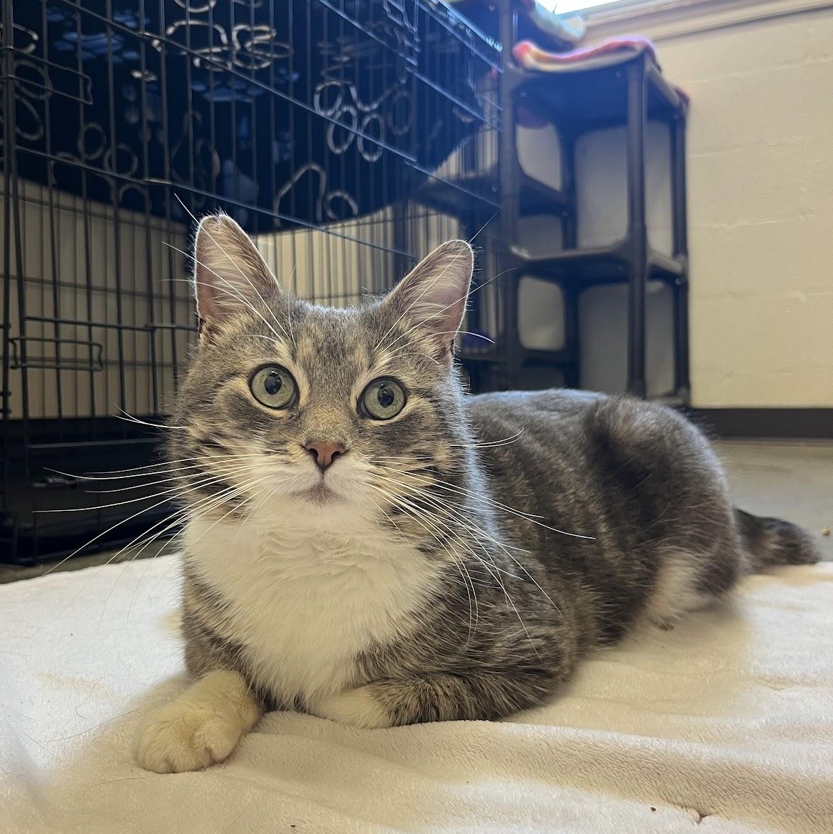Skipper, Adoptable, Adult Male Domestic Short Hair.