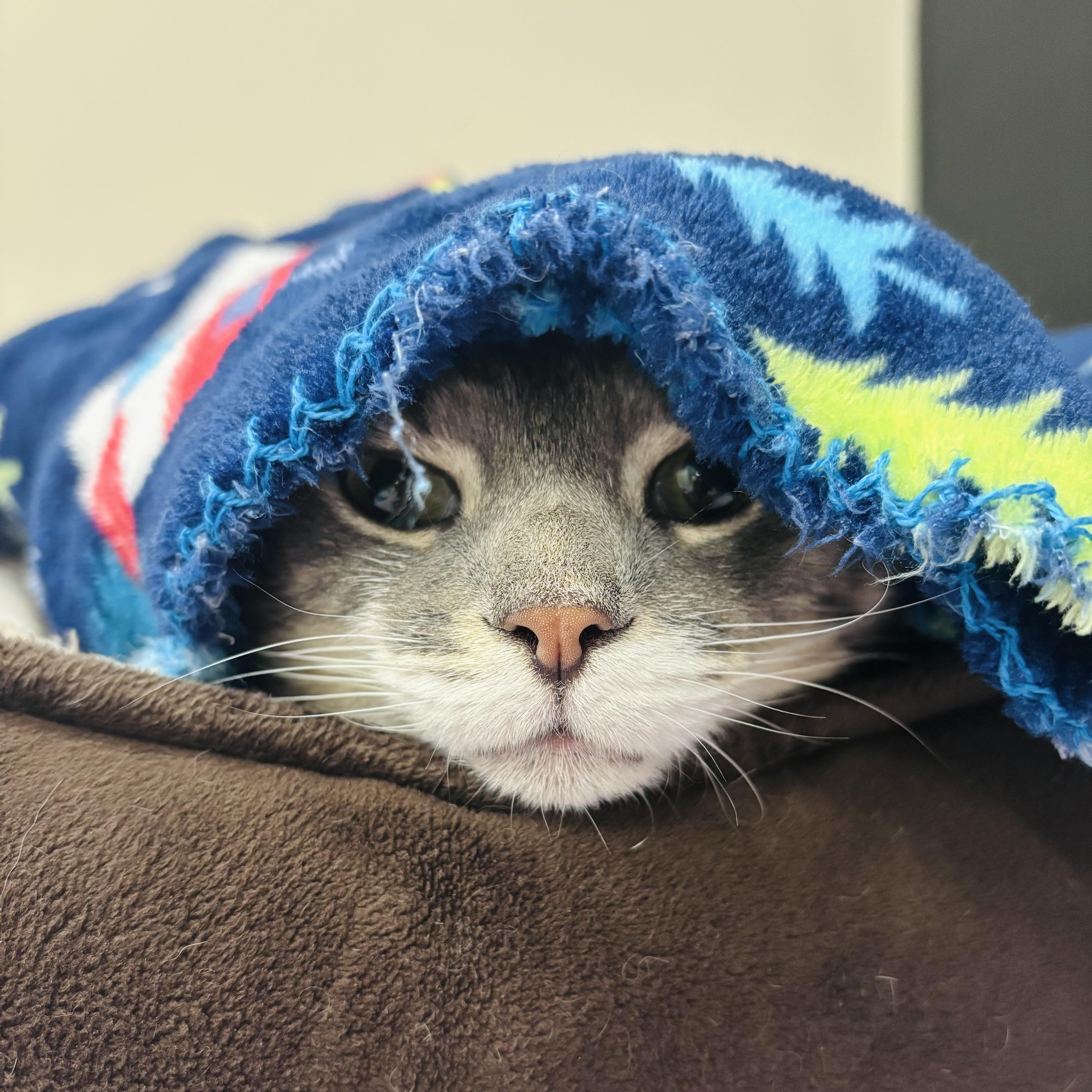 Enlarge Skipper, a Adoptable Domestic Short Hair in Salisbury, NC image 3/4