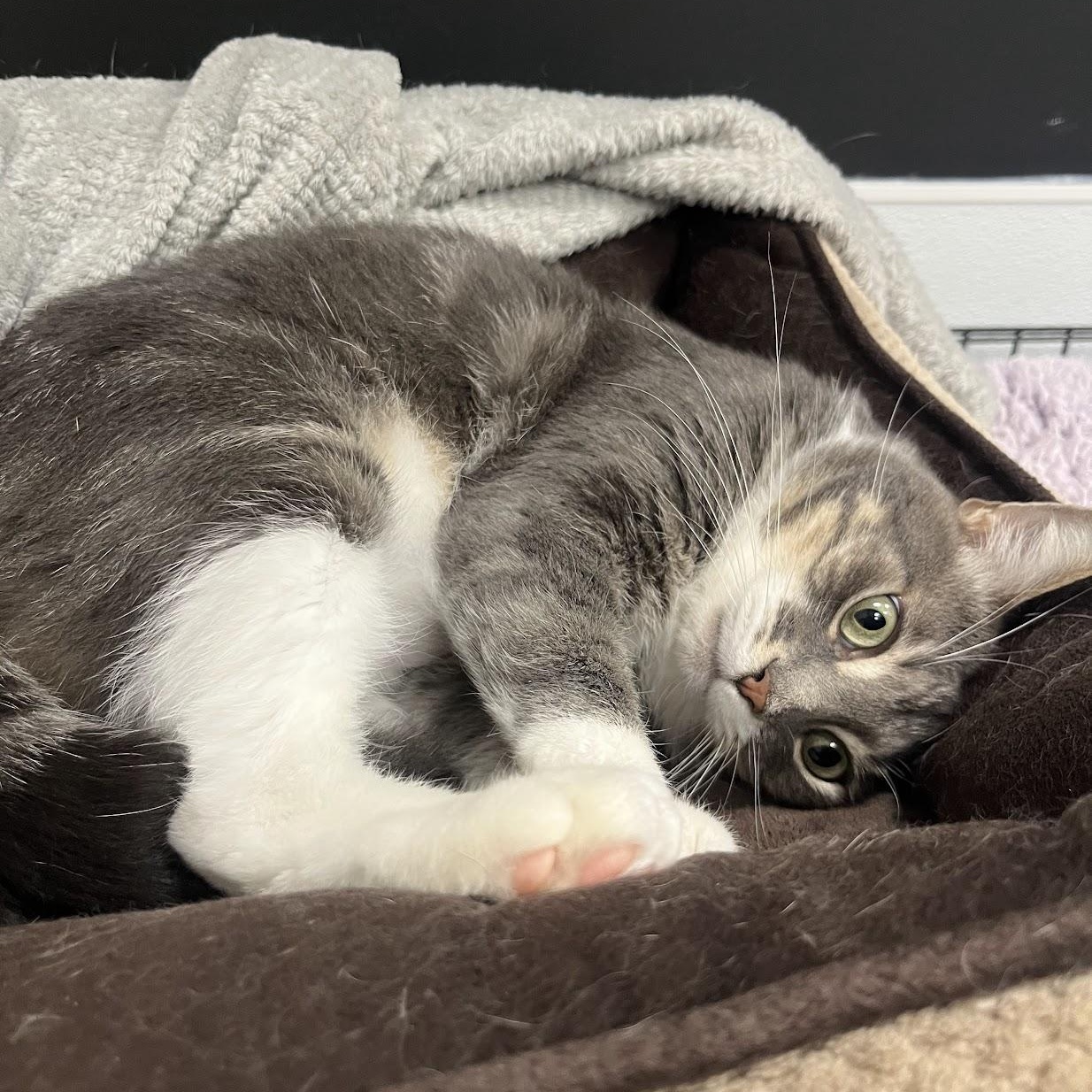 Enlarge Skipper, a Adoptable Domestic Short Hair in Salisbury, NC image 2/4