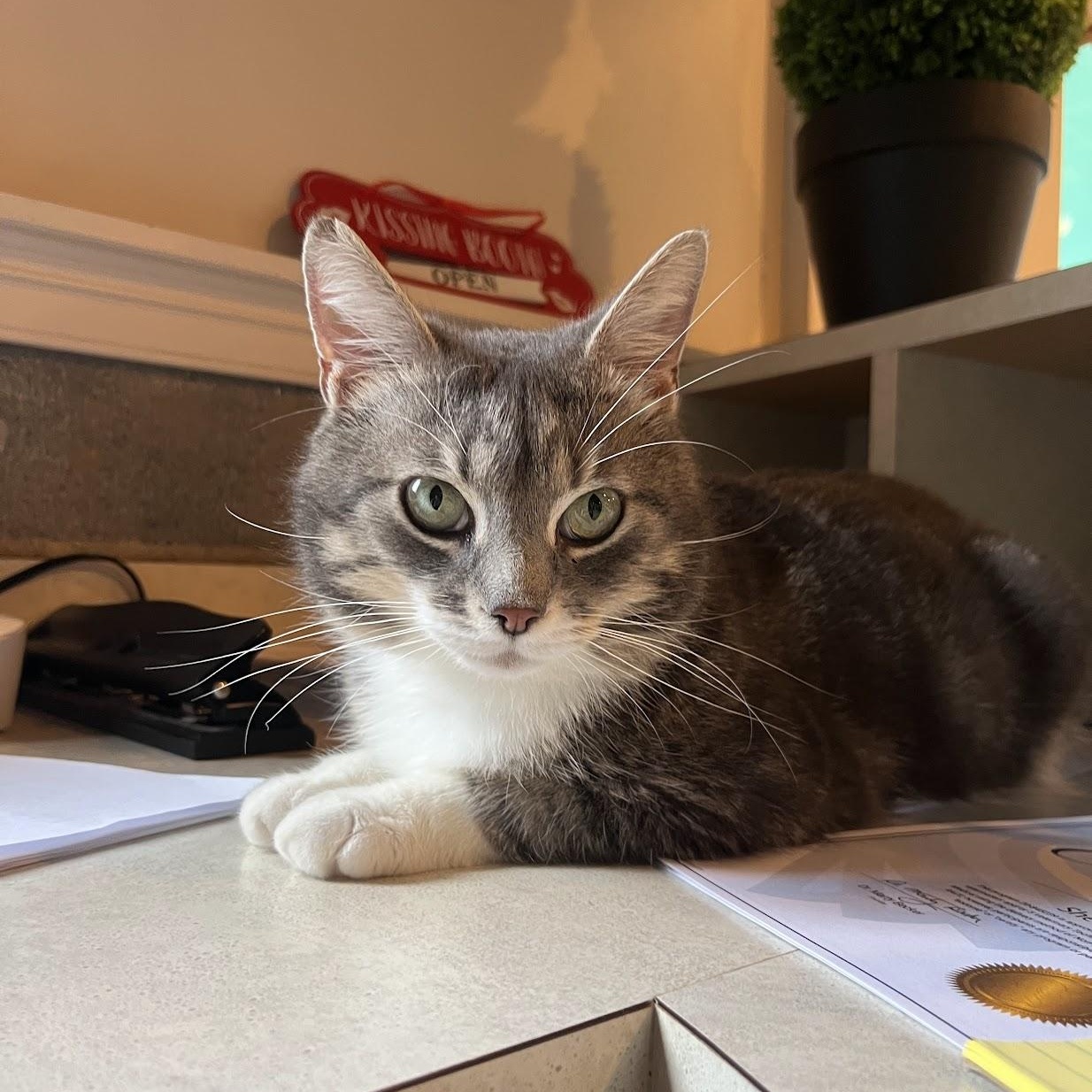 Enlarge Skipper, a Adoptable Domestic Short Hair in Salisbury, NC image 4/4