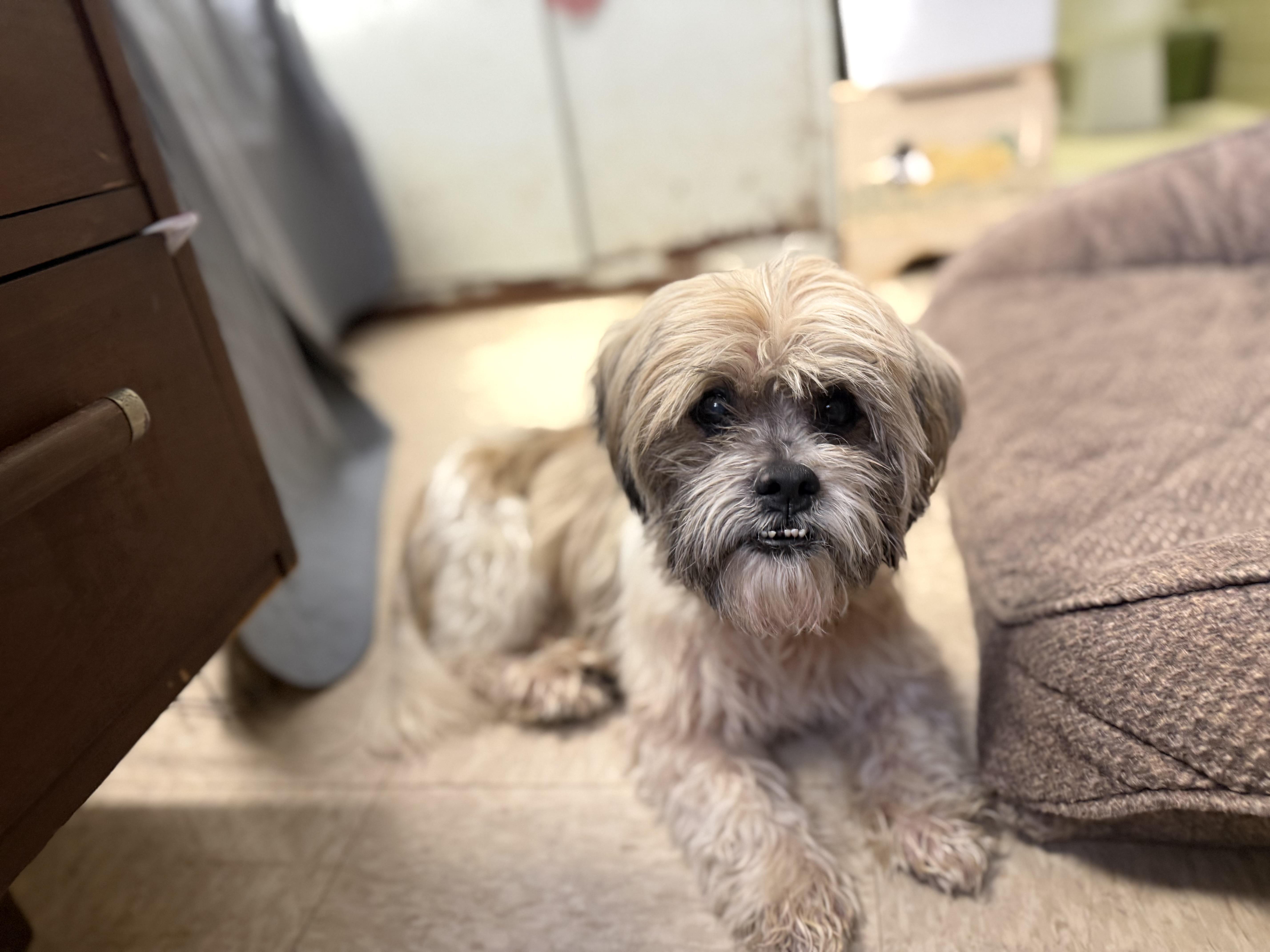 Enlarge Taquito, an adopted Shih Tzu in Port Washington, NY image 1/2