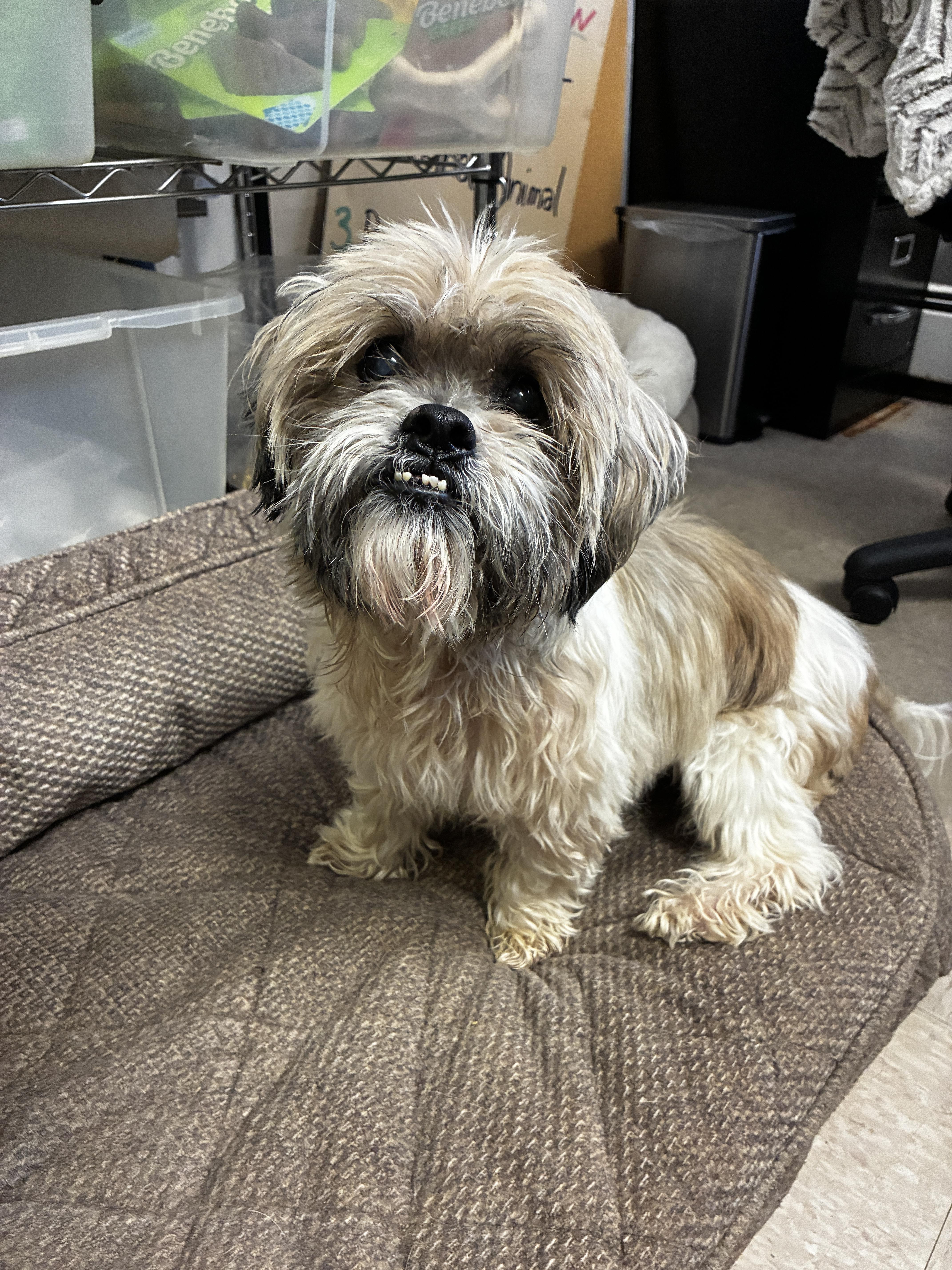 Enlarge Taquito, an adopted Shih Tzu in Port Washington, NY image 2/2