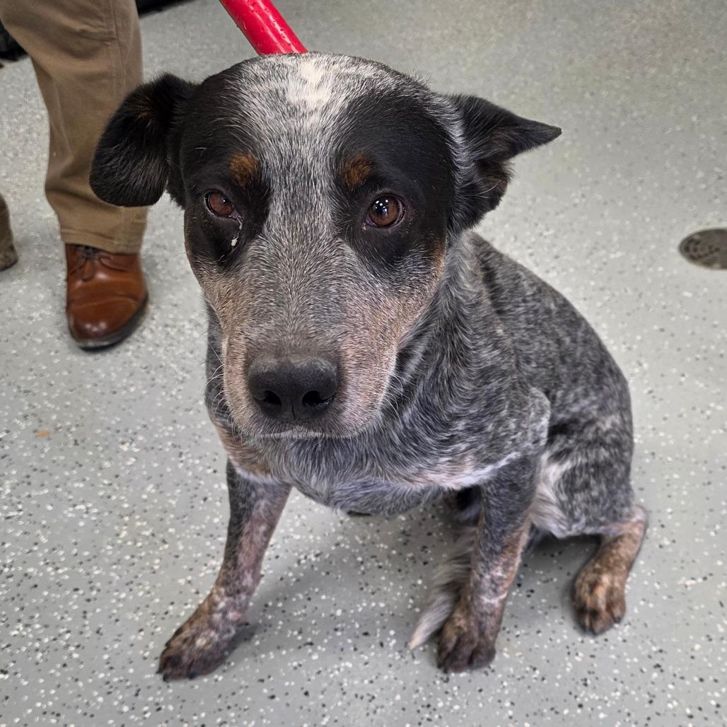 Booger, Adoptable, Adult Male Australian Cattle Dog / Blue Heeler.