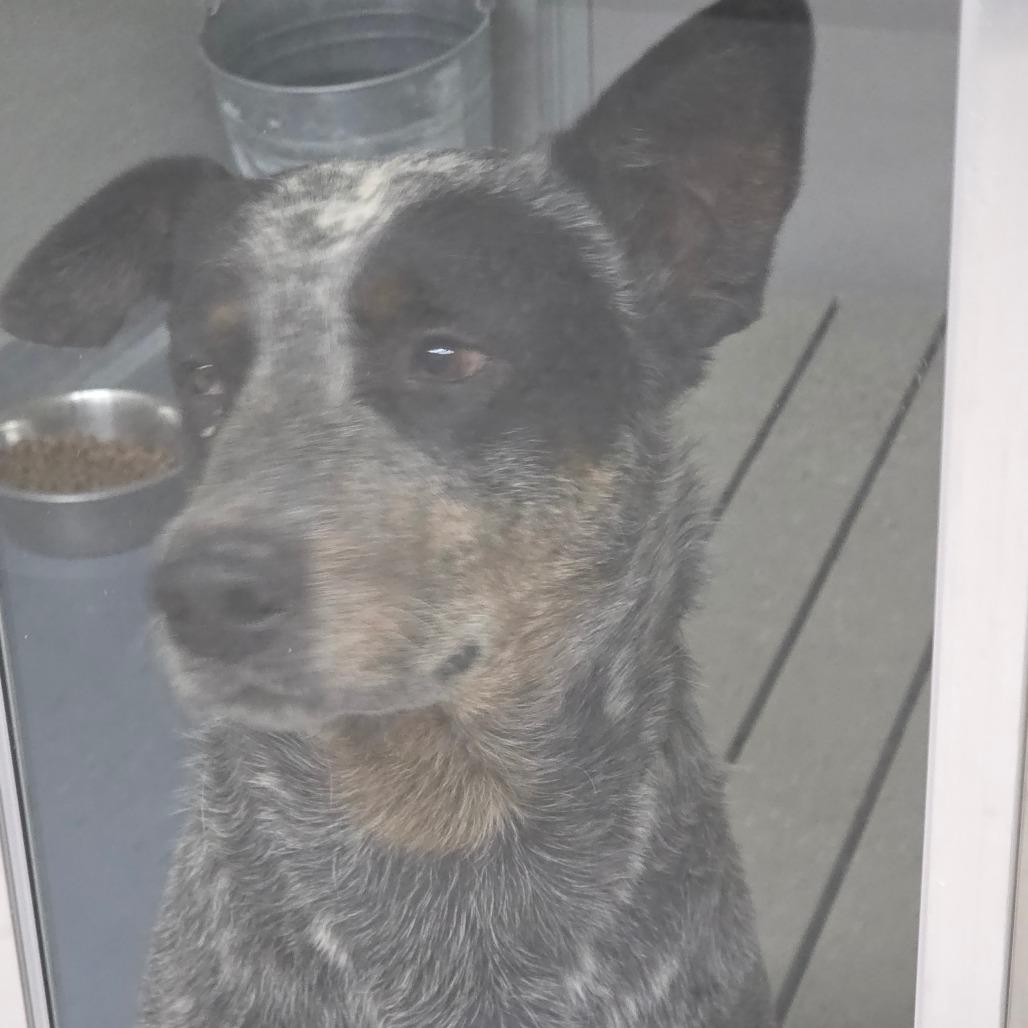 Enlarge Booger, a Adoptable mixed breed in Galax, VA image 2/2