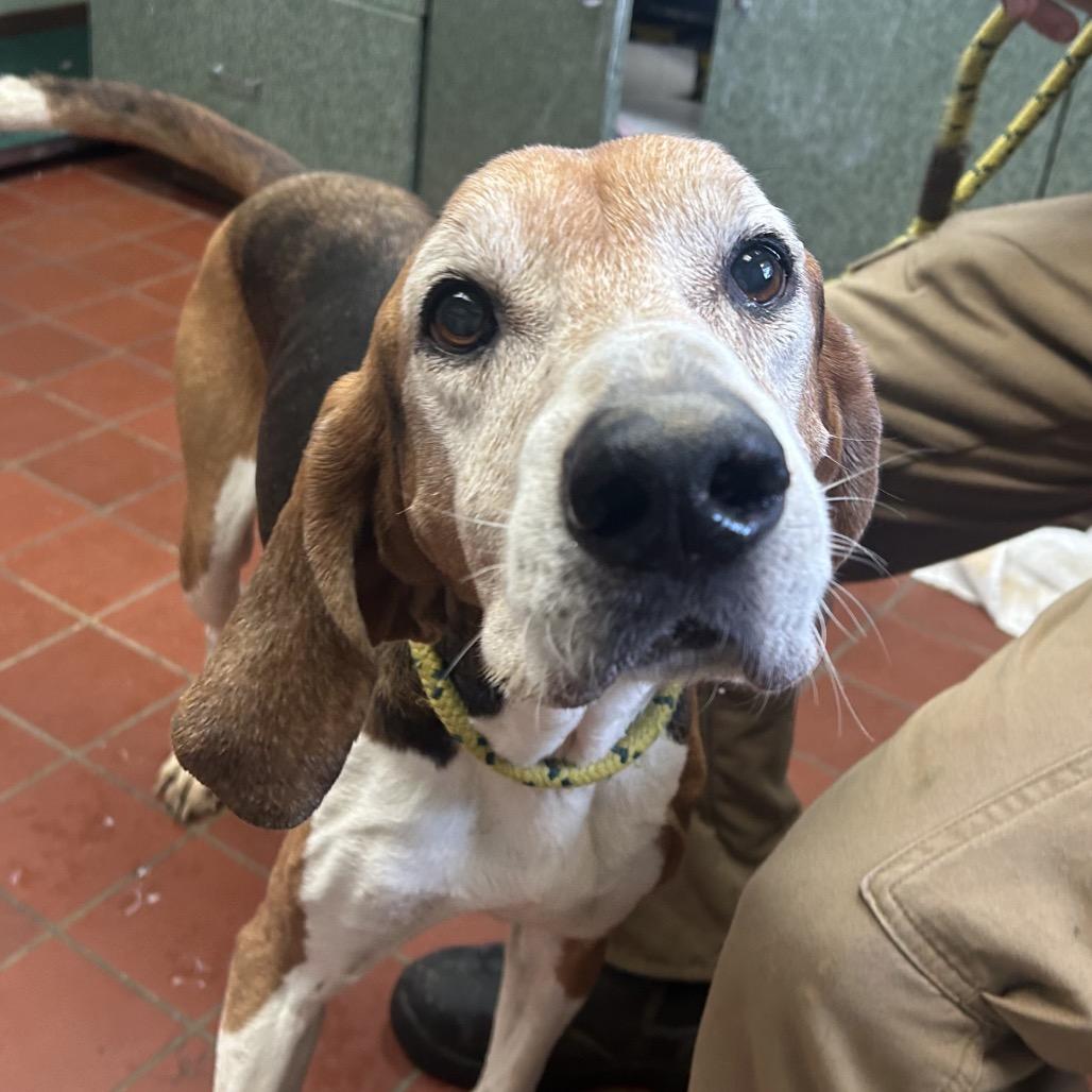 Enlarge Diesel, a Adoptable Treeing Walker Coonhound in West Point, MS image 1/4